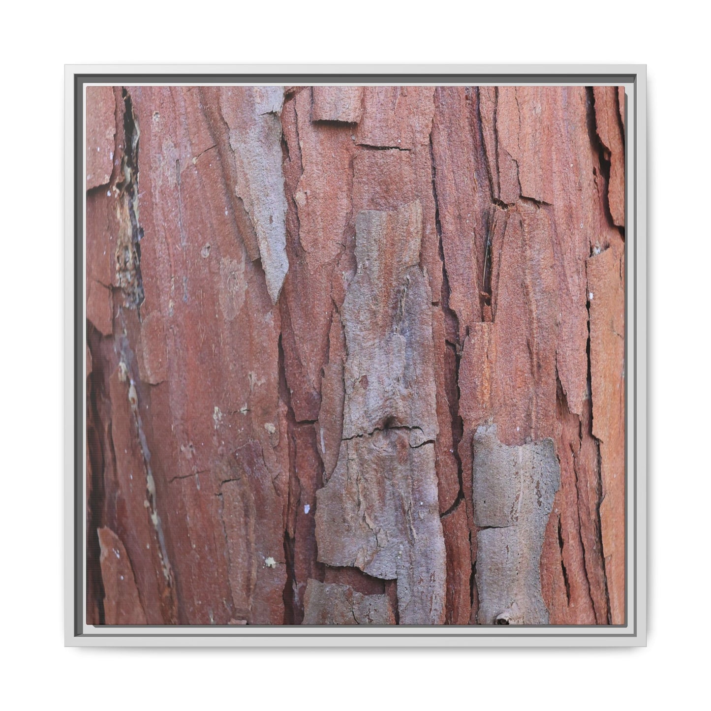 Peeling Bark - Unique Stretched Canvas Wall Art