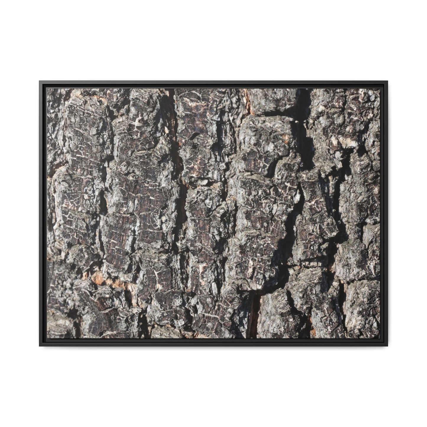 Bark Study in Gray - Unique Stretched Canvas Wall Art