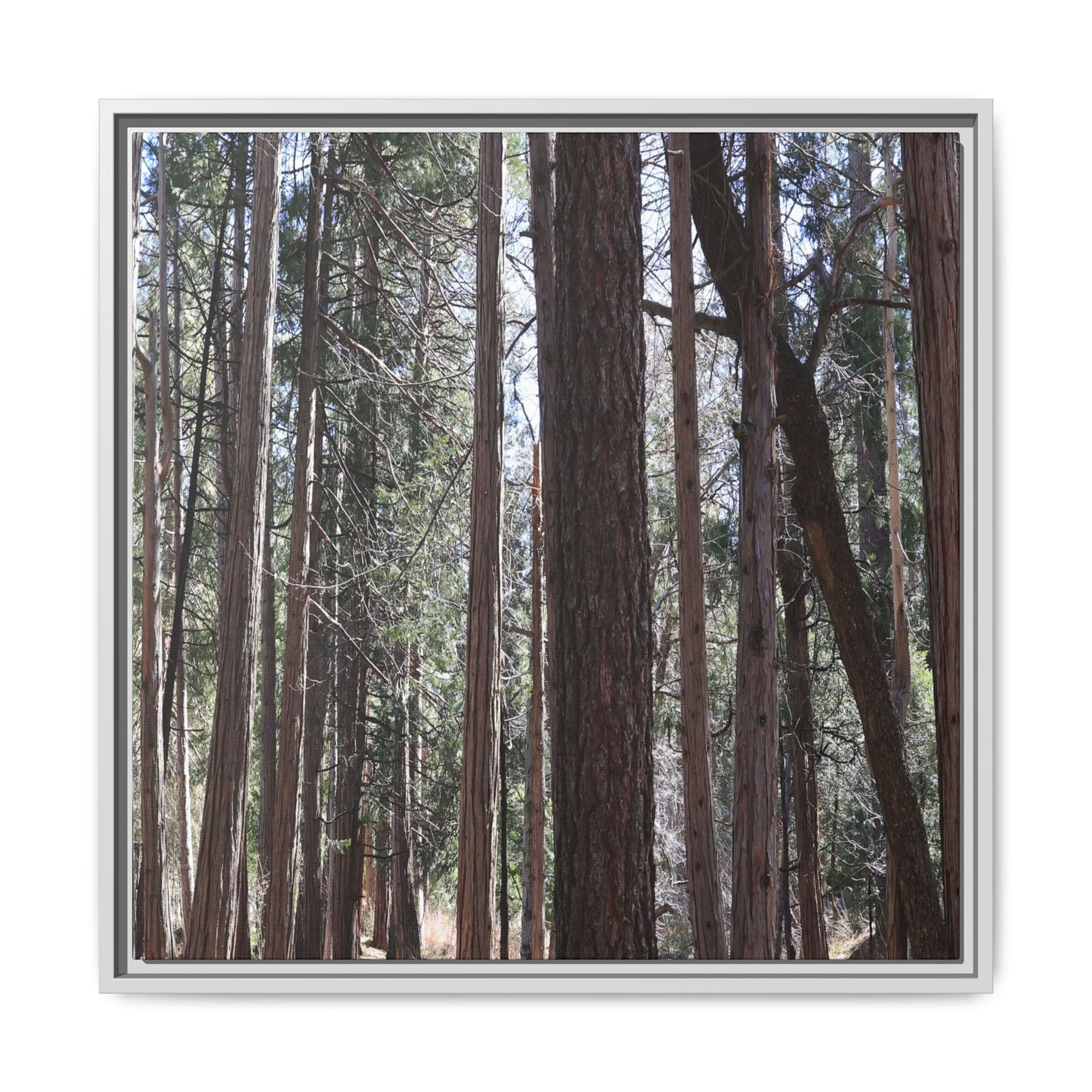 Forest Cathedral - Unique Stretched Canvas Wall Art