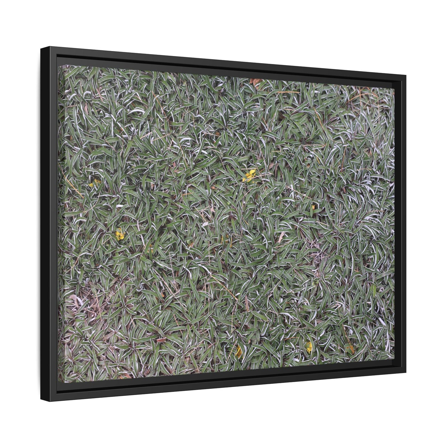 Grassy Texture - Unique Stretched Canvas Wall Art