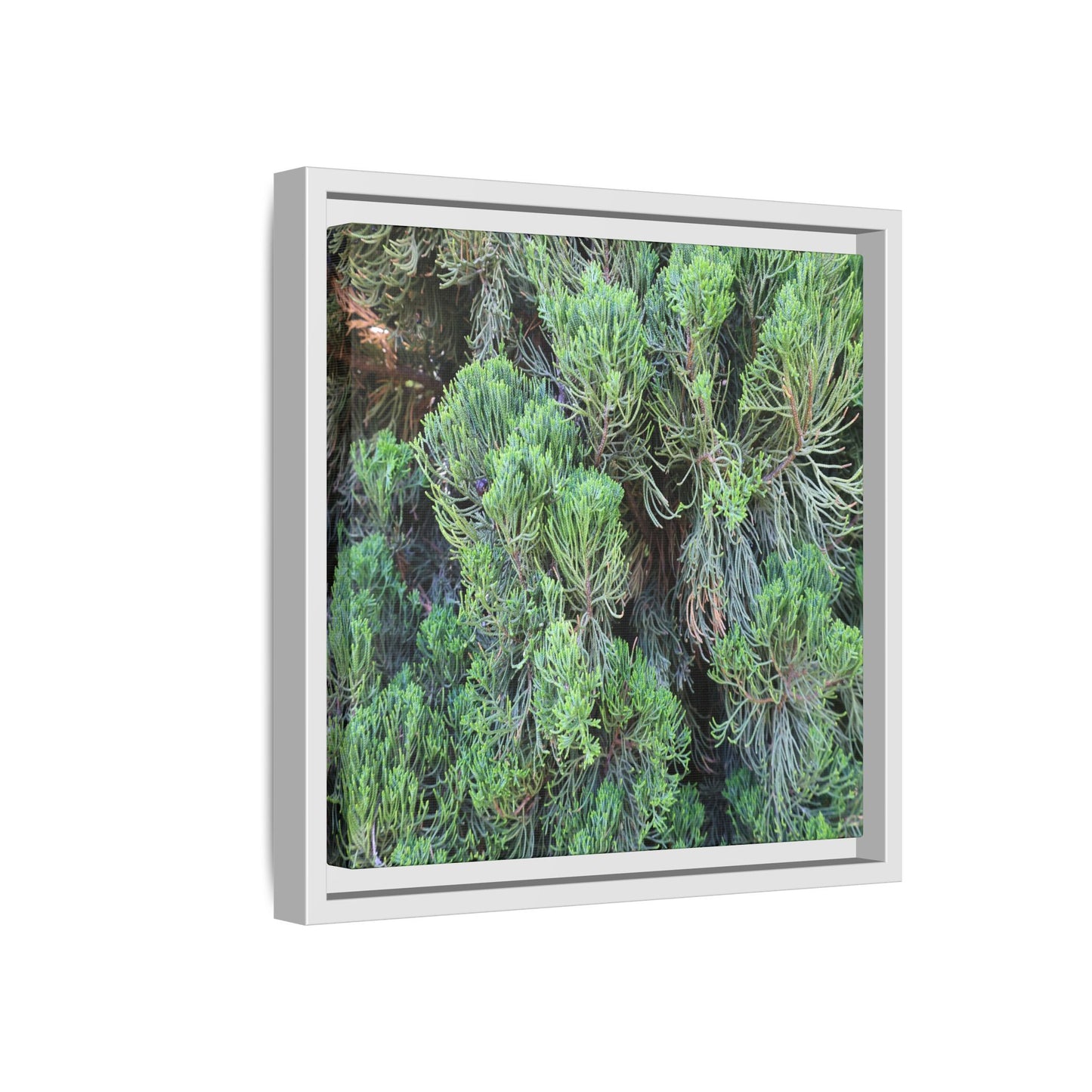 Verdant Whispers - Unique Stretched Canvas Wall Art