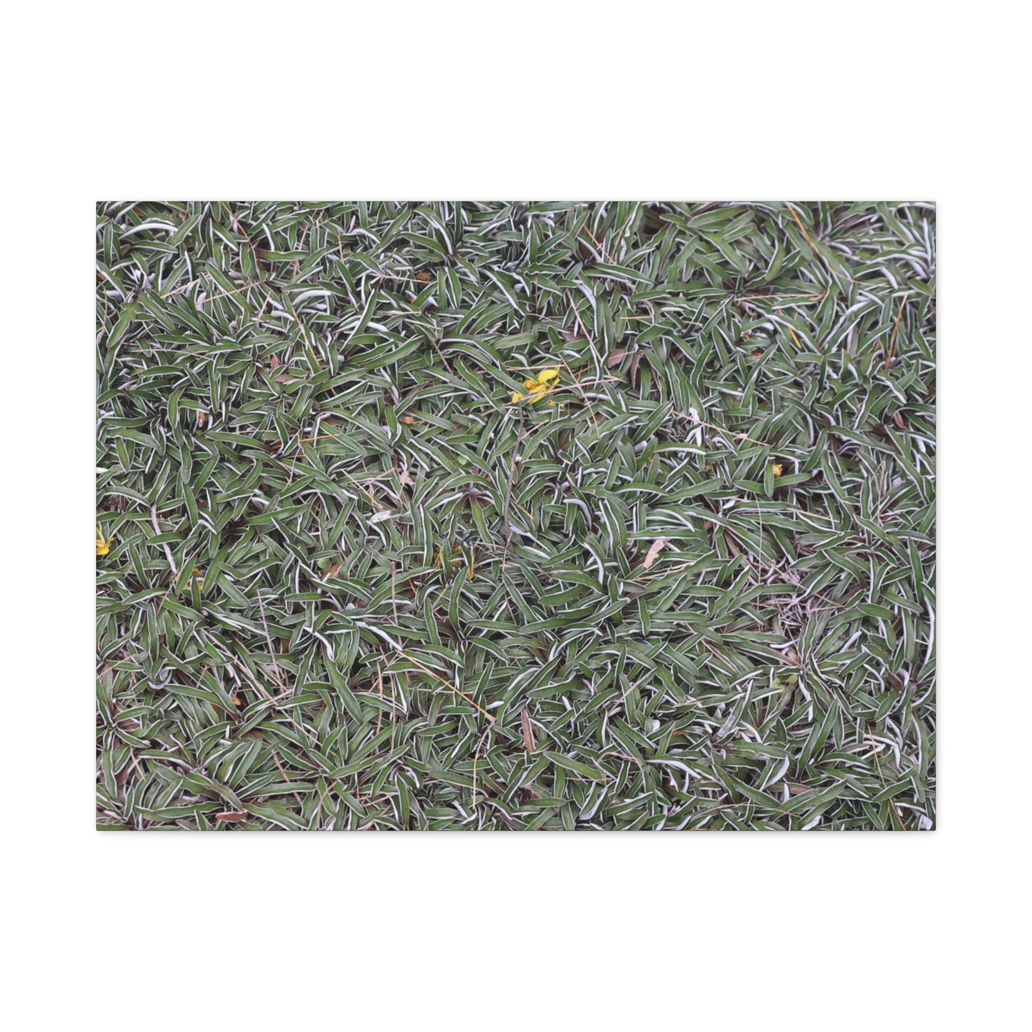 Tangled Memories - Unique Frameless Canvas Wall Art