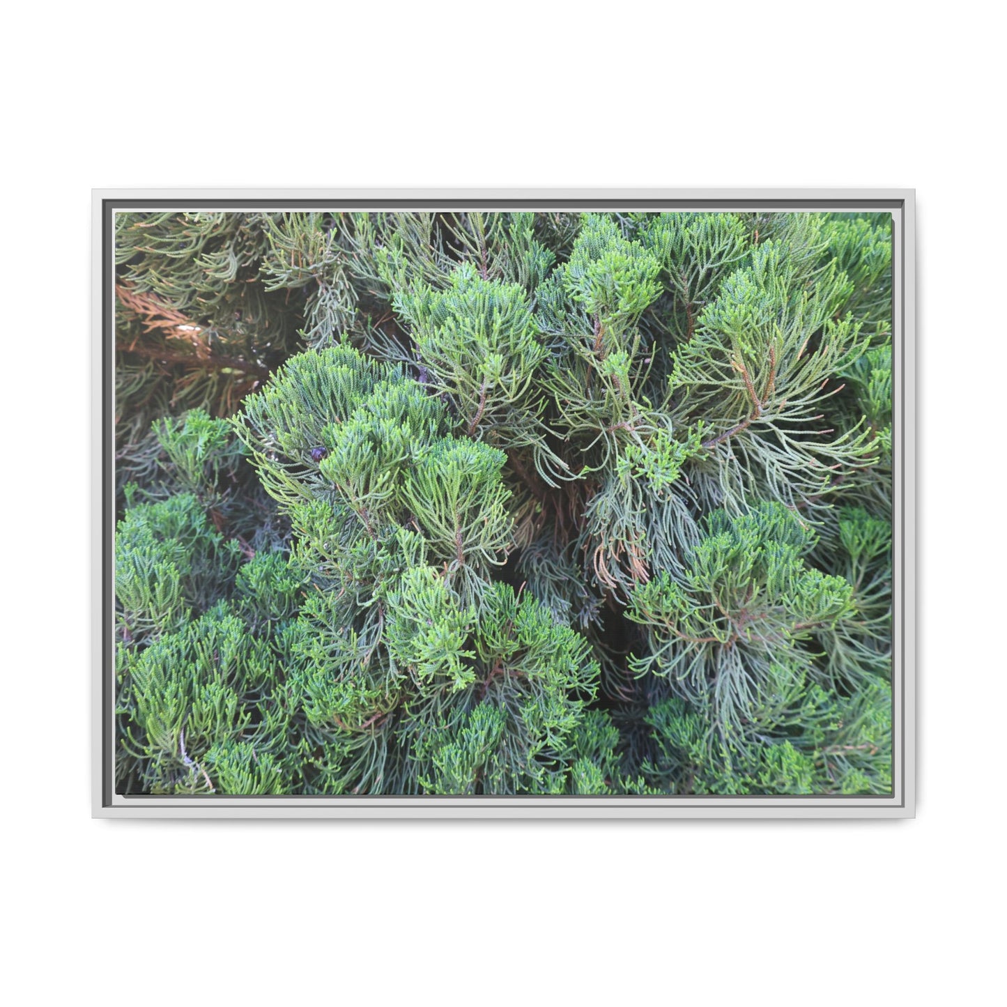 Verdant Whispers - Unique Stretched Canvas Wall Art