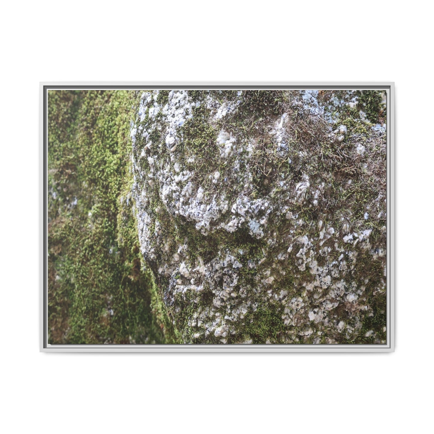 Lichen Landscape - Unique Stretched Canvas Wall Art