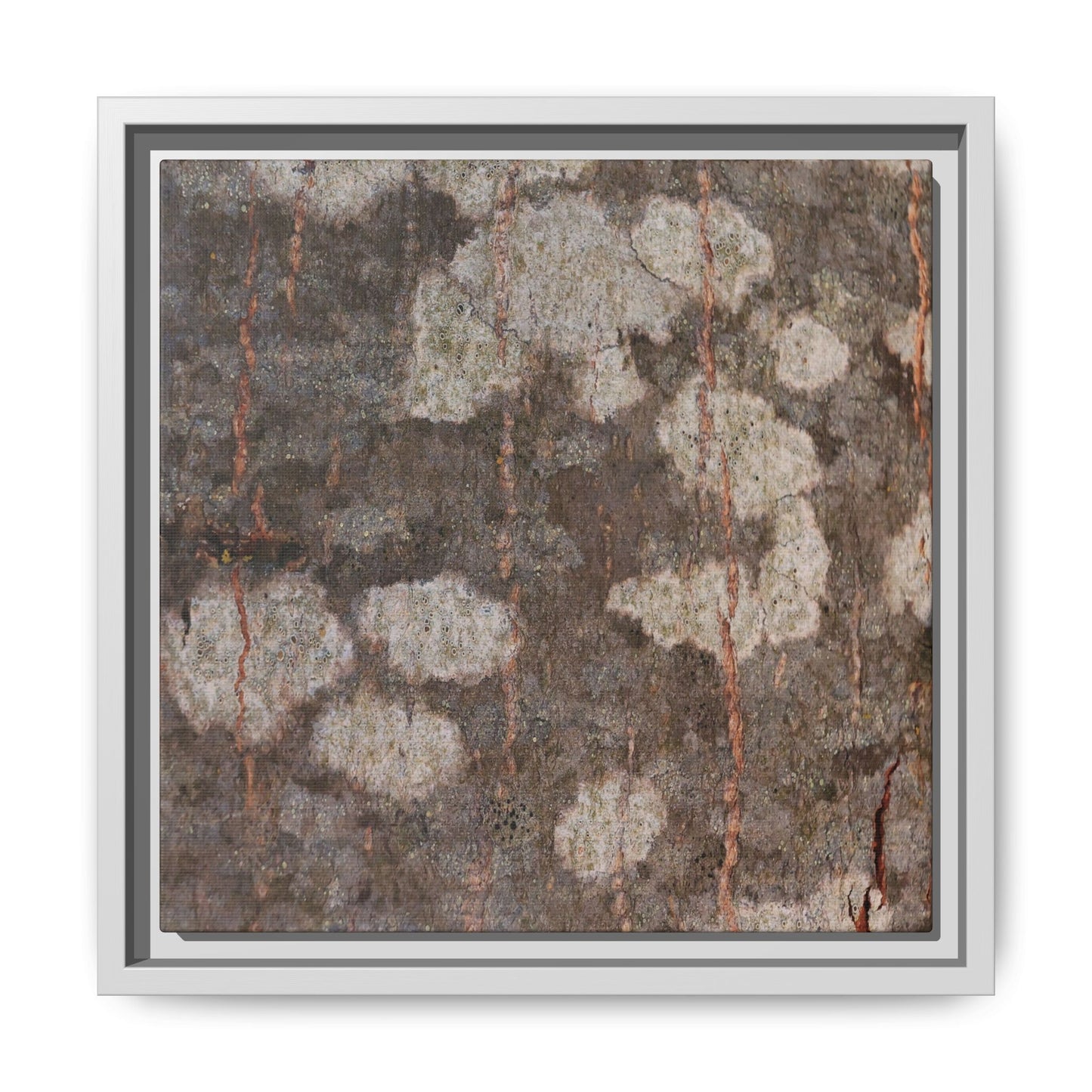 Lichen's Legacy - Unique Stretched Canvas Wall Art