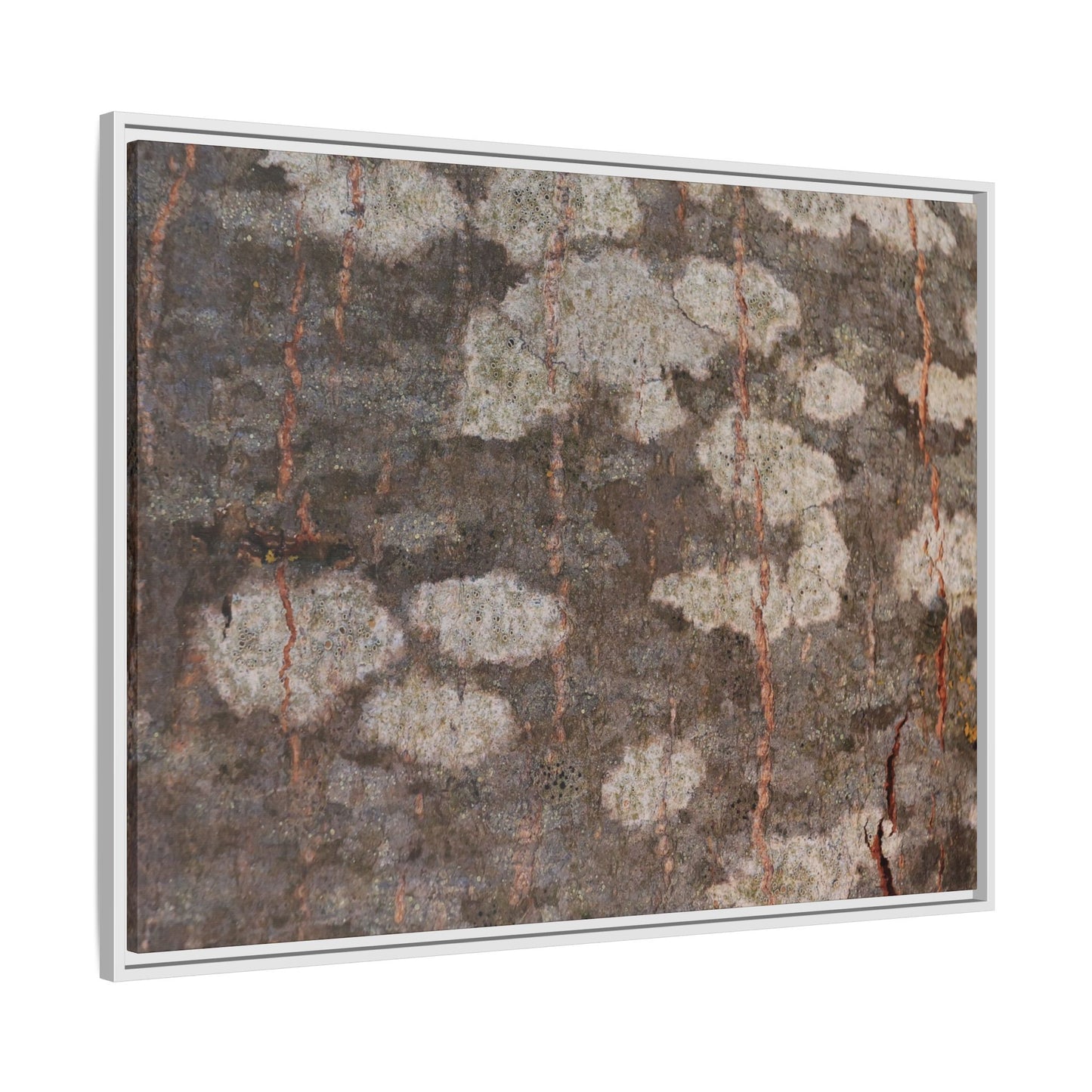 Lichen's Legacy - Unique Stretched Canvas Wall Art