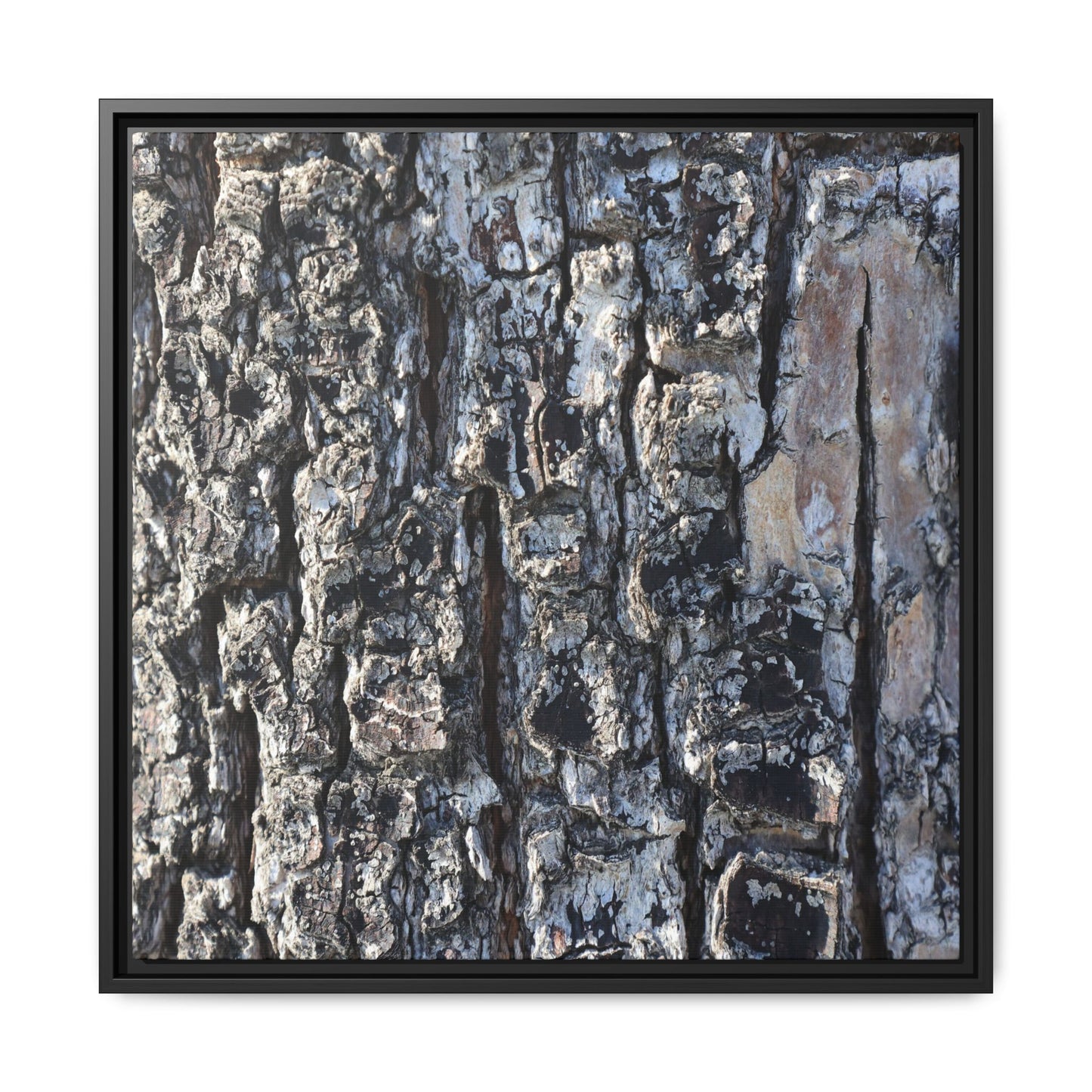 The Bark Chronicles - Unique Stretched Canvas Wall Art
