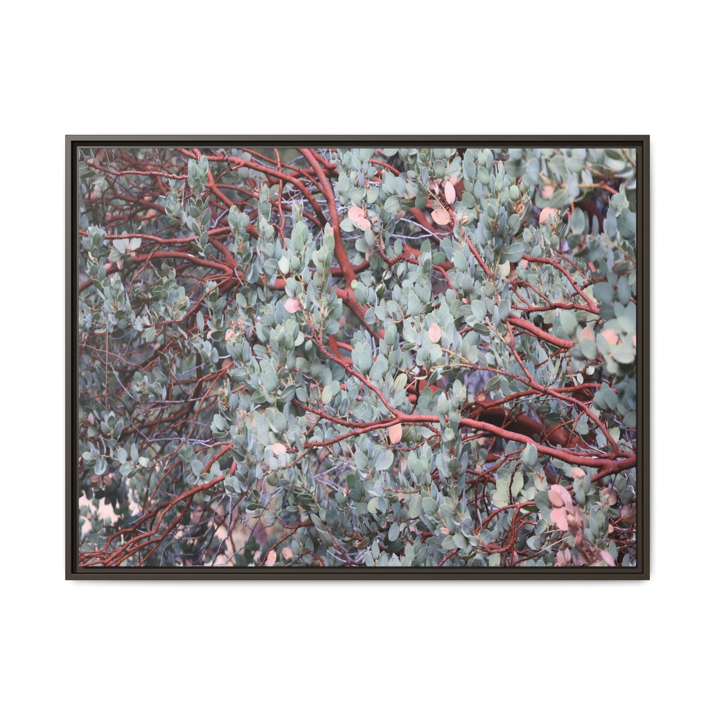 Whispers of Sage - Unique Stretched Canvas Wall Art