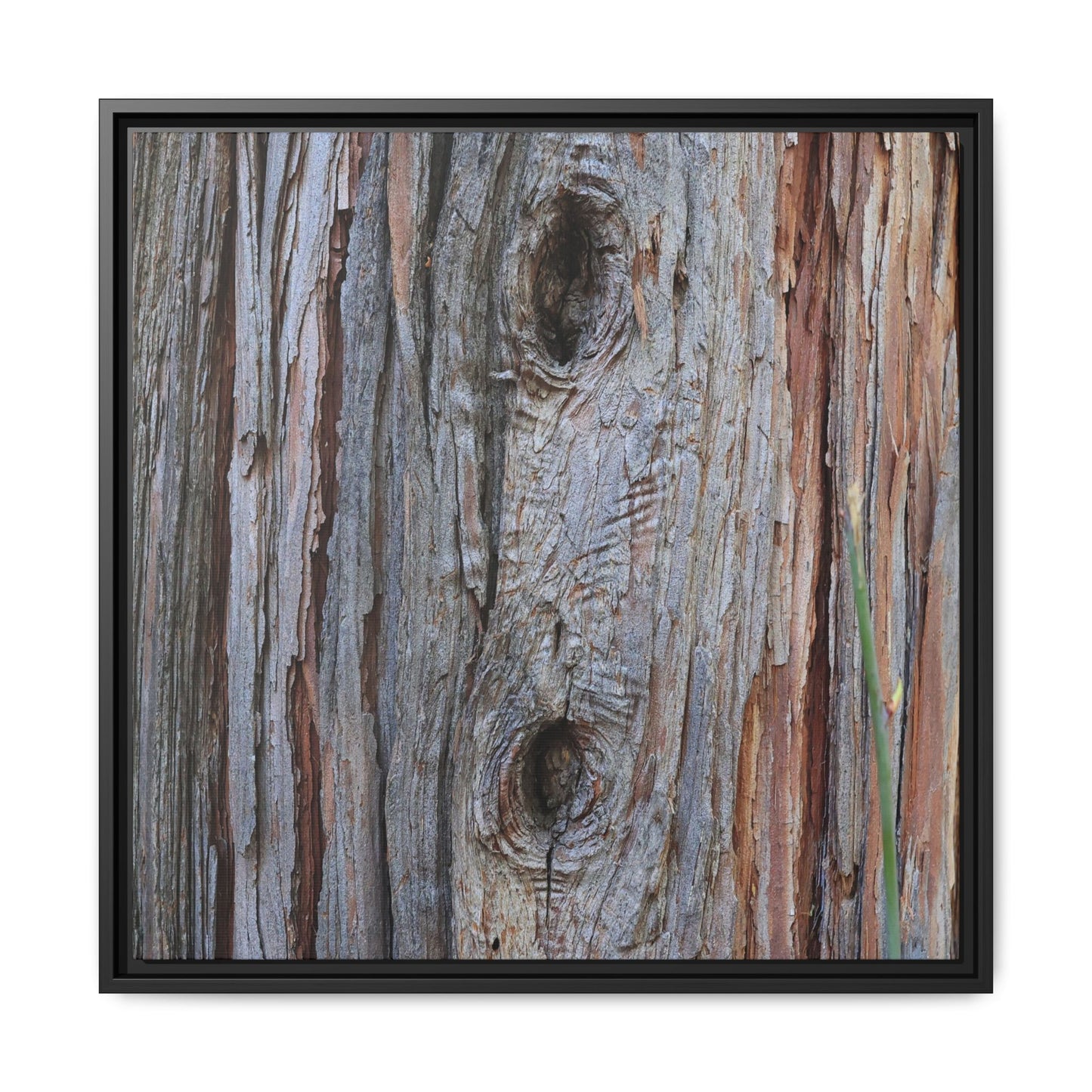 Knotty Nature - Unique Stretched Canvas Wall Art