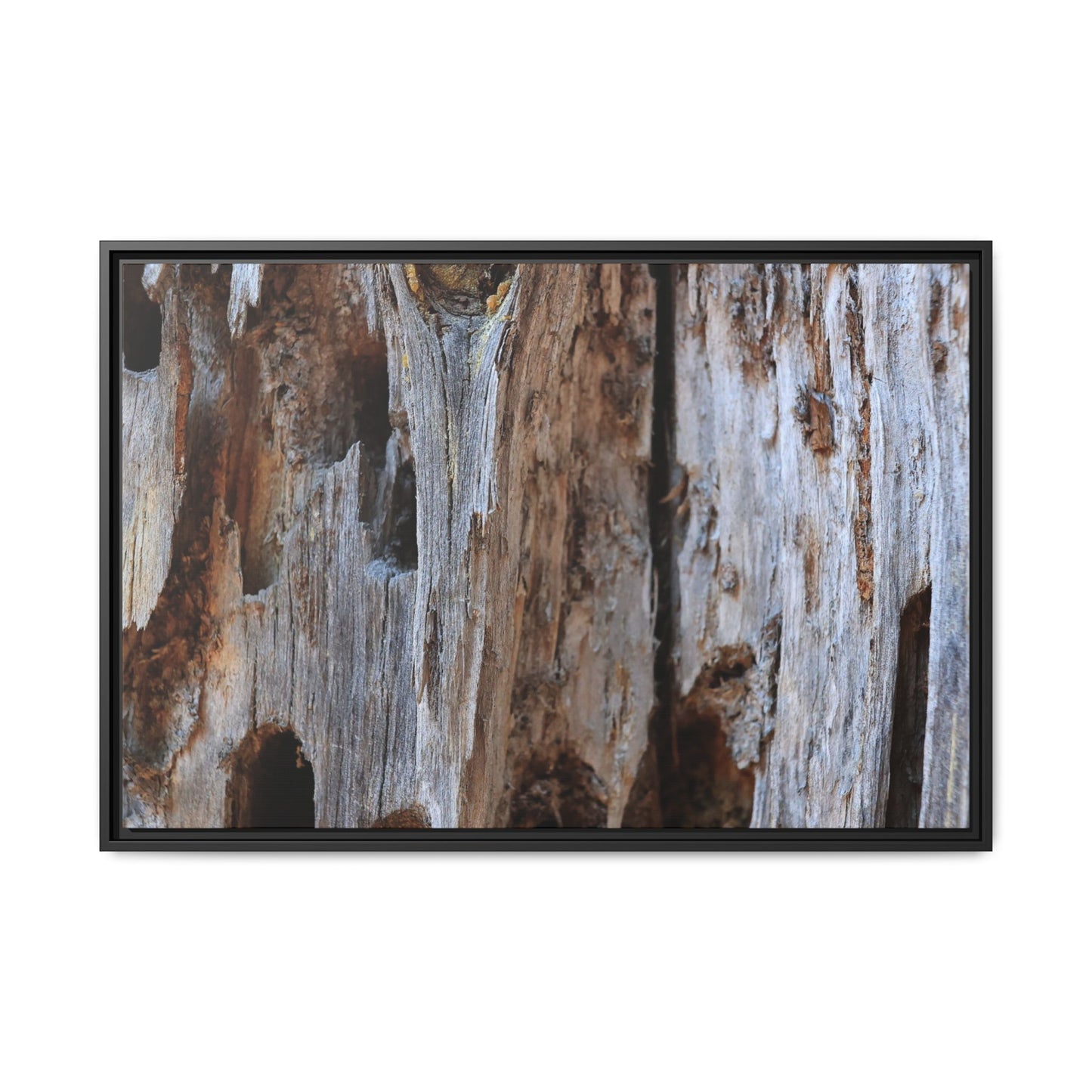 Decaying Splendor - Unique Stretched Canvas Wall Art