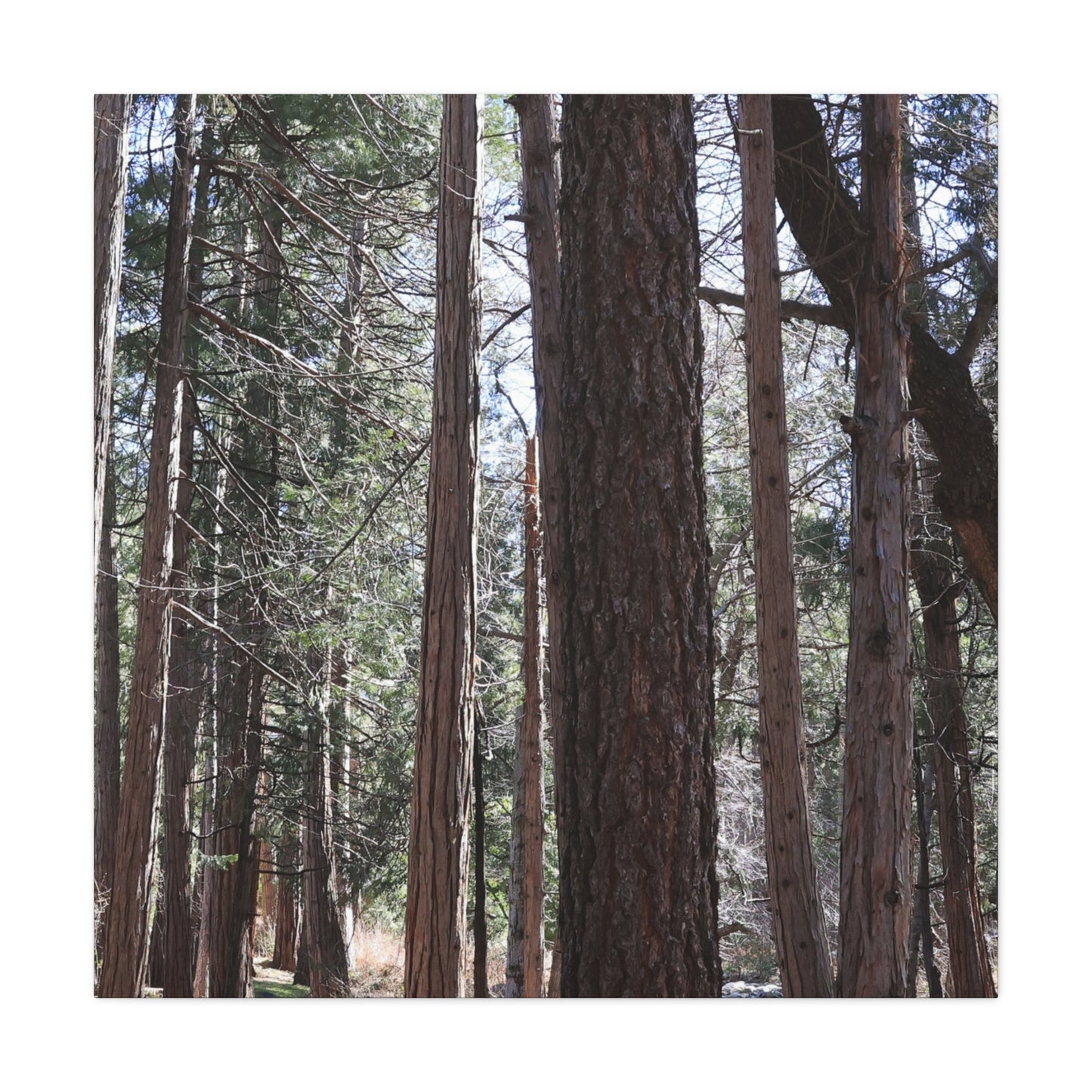 Vertical Sentinels - Unique Frameless Canvas Wall Art