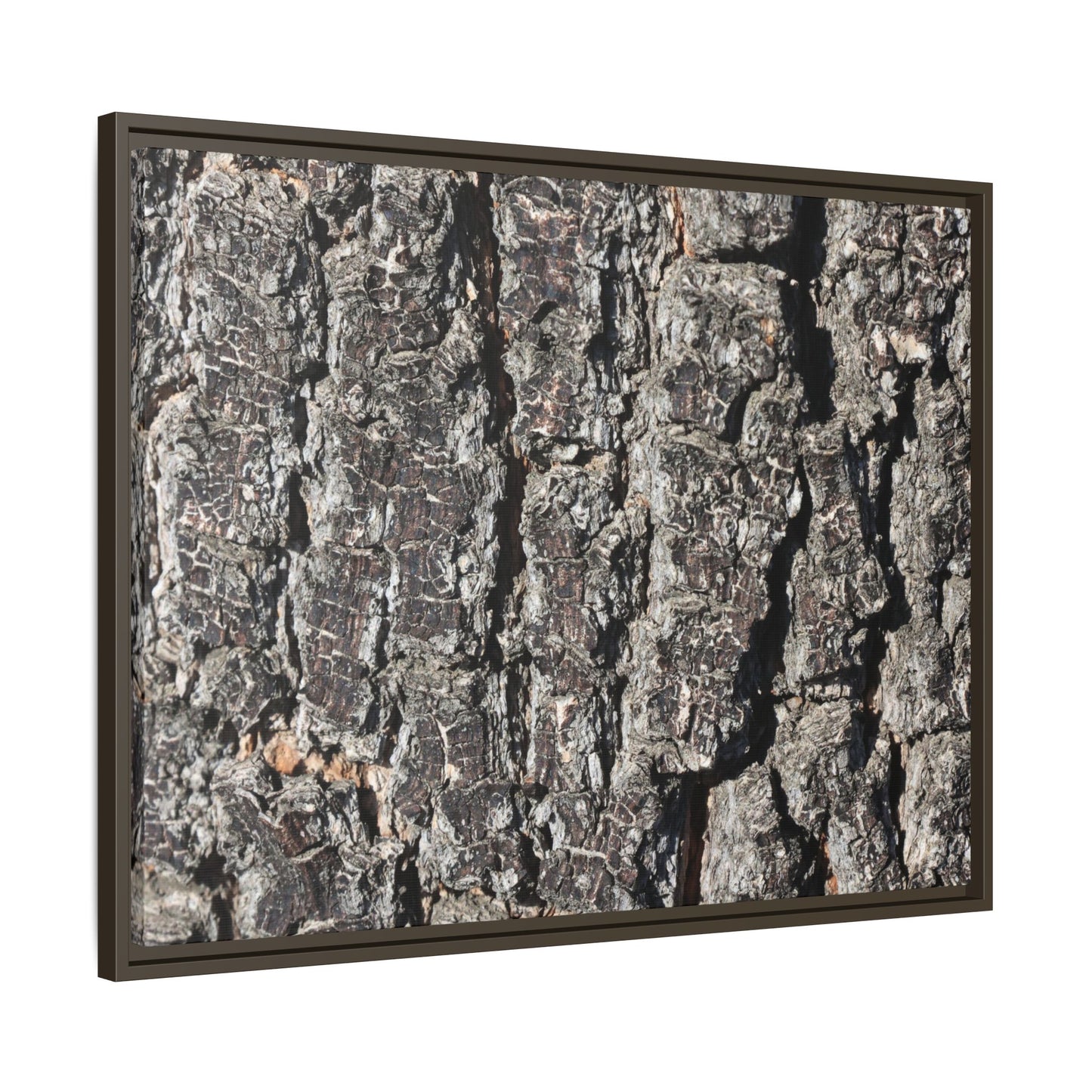 Bark Study in Gray - Unique Stretched Canvas Wall Art