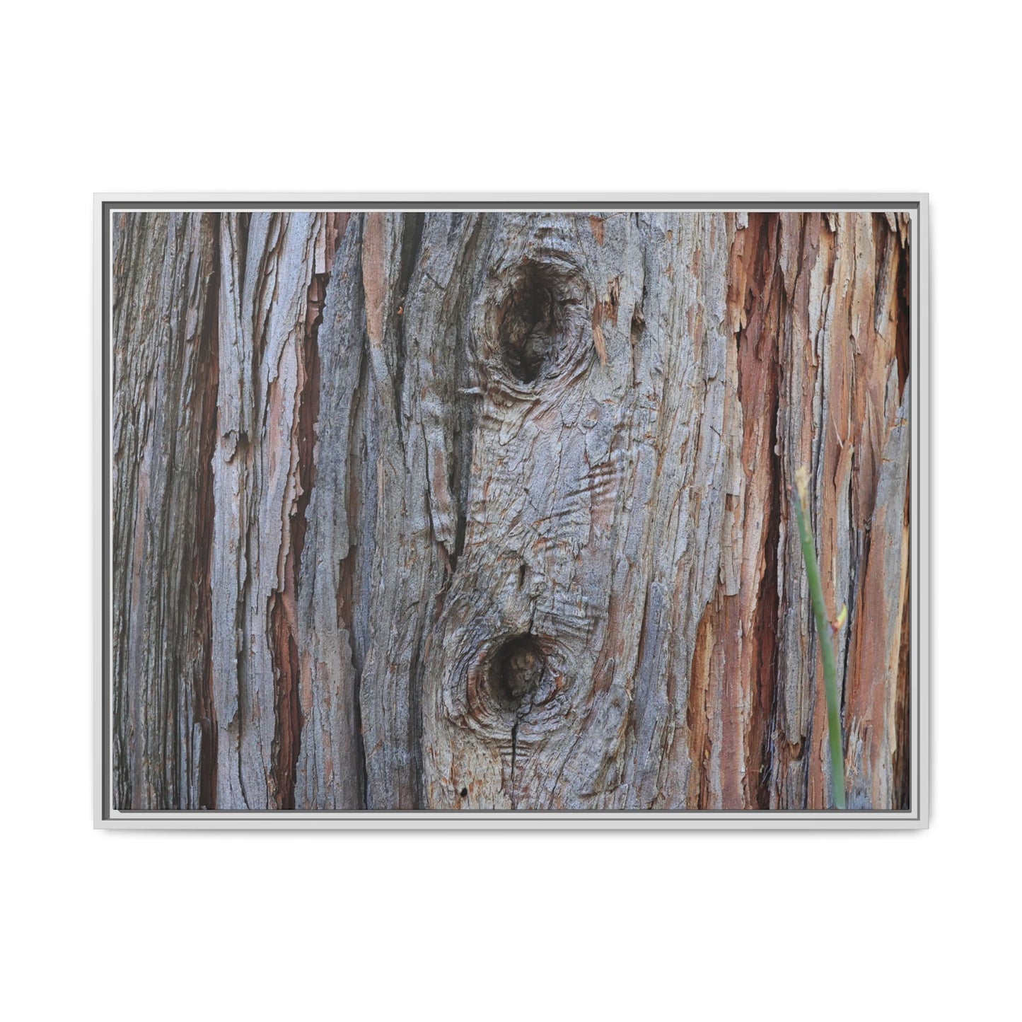 Knotty Nature - Unique Stretched Canvas Wall Art