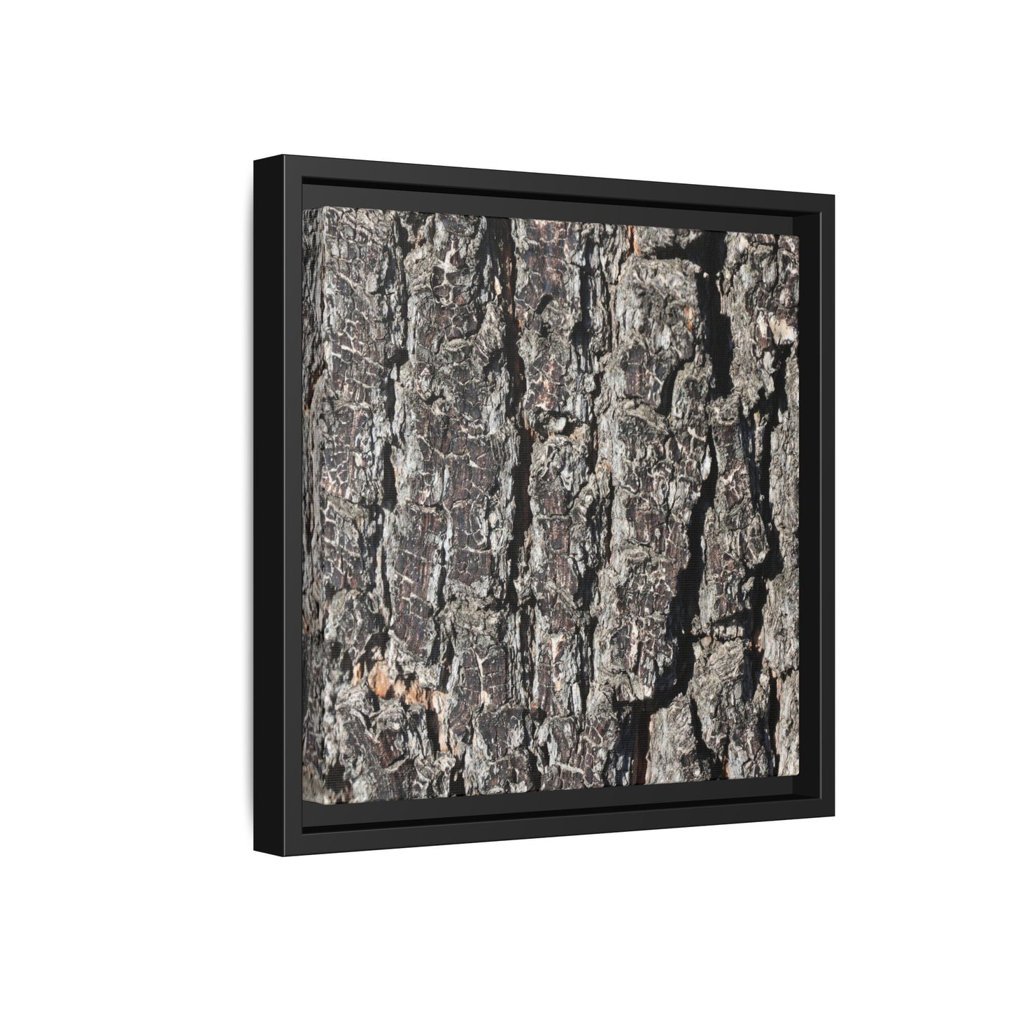 Bark Study in Gray - Unique Stretched Canvas Wall Art