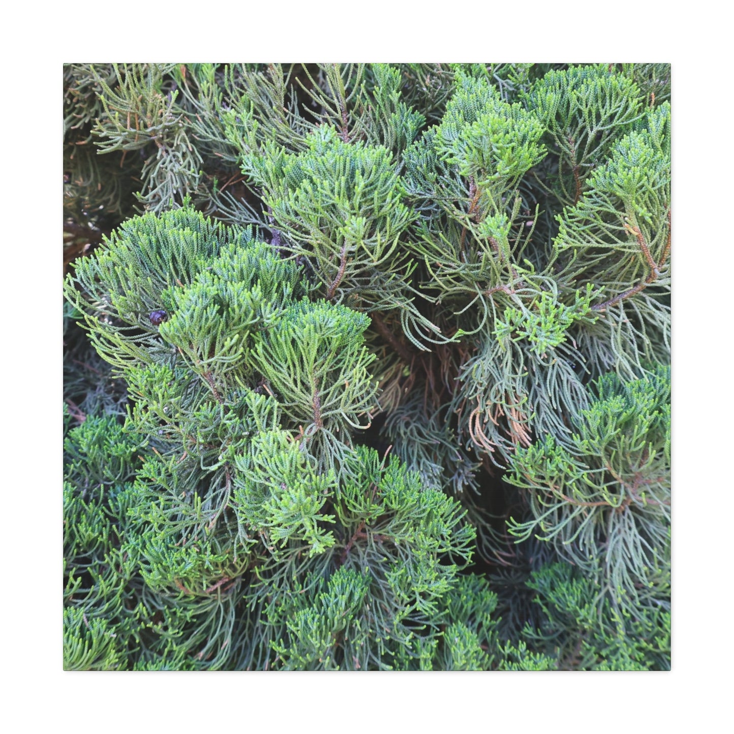 Green Labyrinth - Unique Frameless Canvas Wall Art