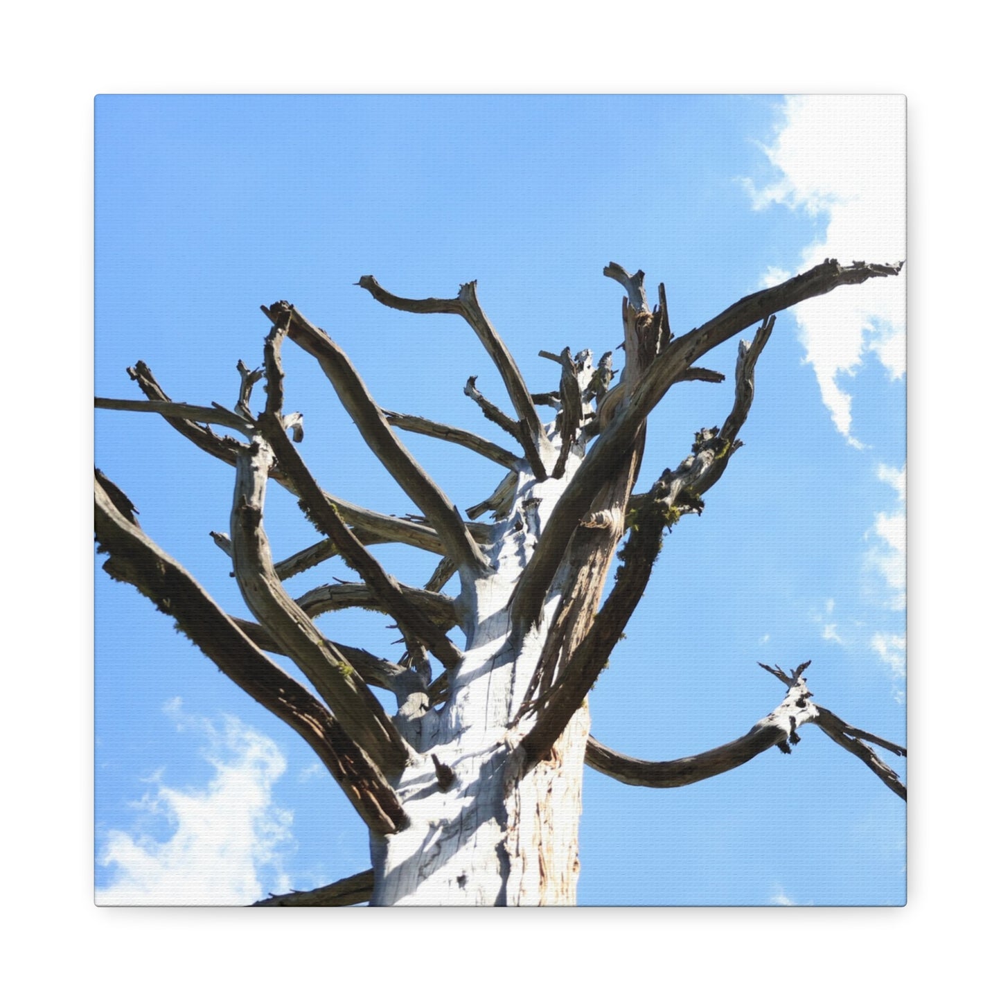 Skeletal Branches Reaching - Unique Frameless Canvas Wall Art