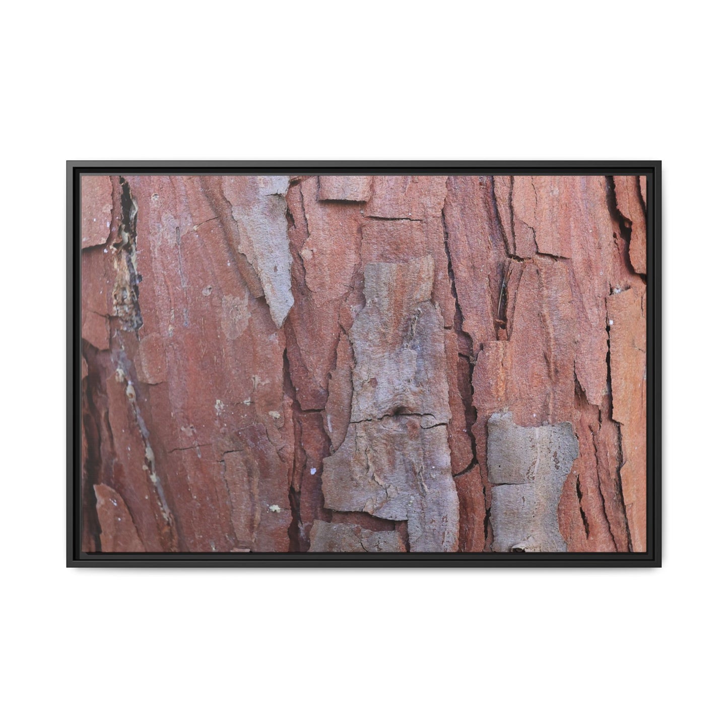 Peeling Bark - Unique Stretched Canvas Wall Art