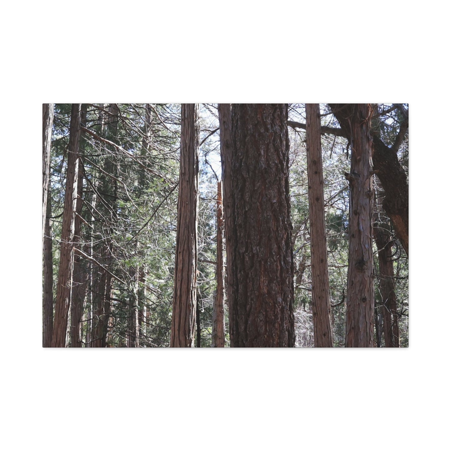Vertical Sentinels - Unique Frameless Canvas Wall Art