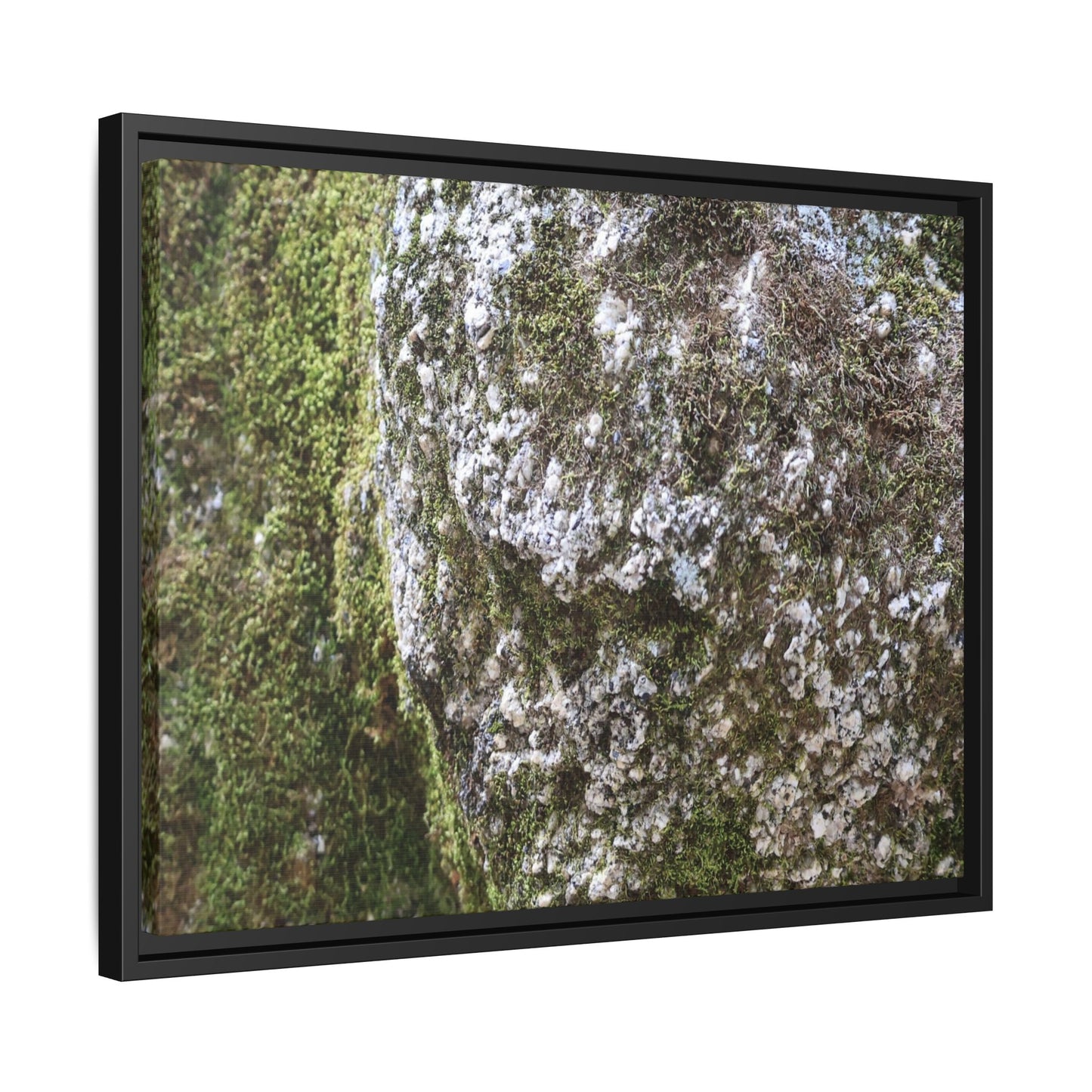 Lichen Landscape - Unique Stretched Canvas Wall Art