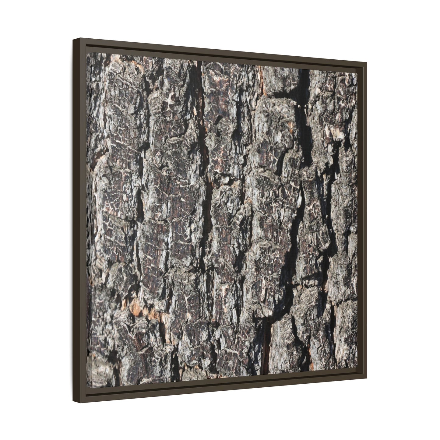 Bark Study in Gray - Unique Stretched Canvas Wall Art