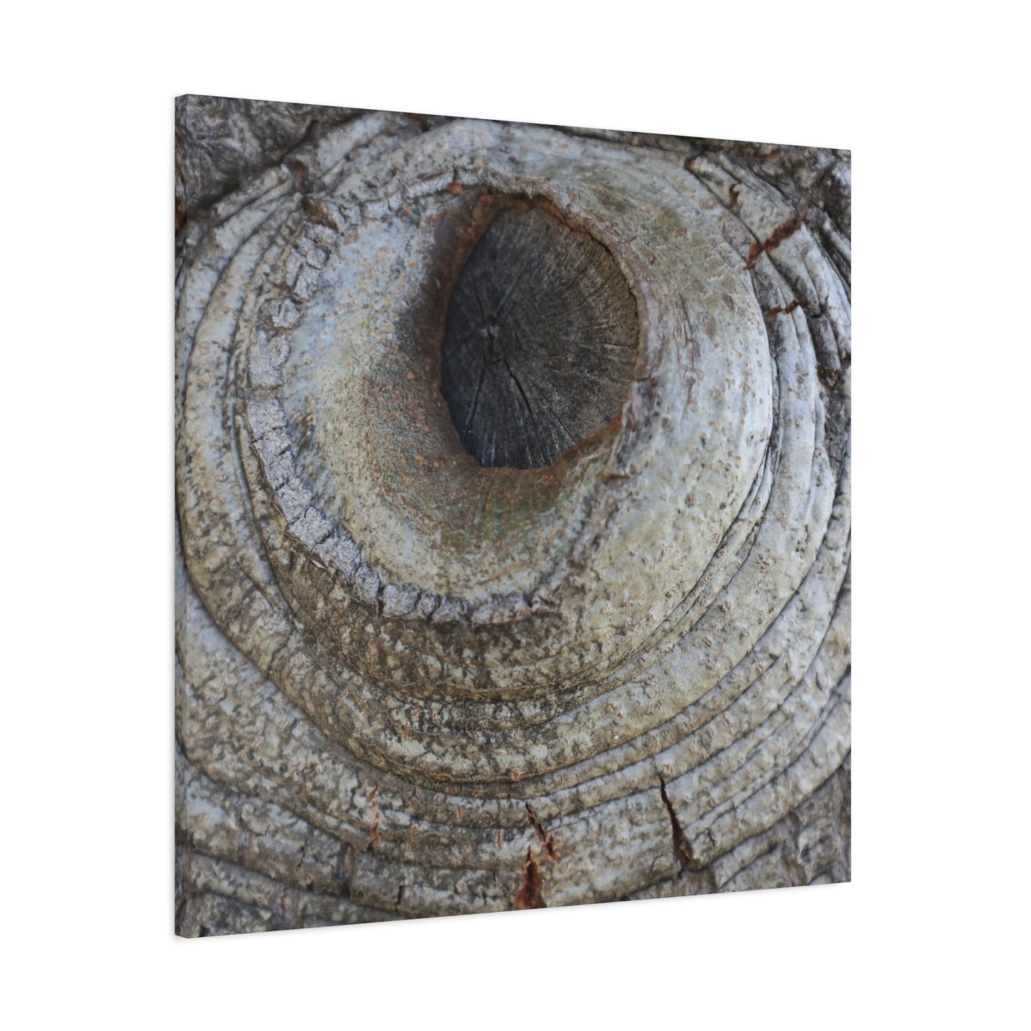 Bark's Eye - Unique Frameless Canvas Wall Art