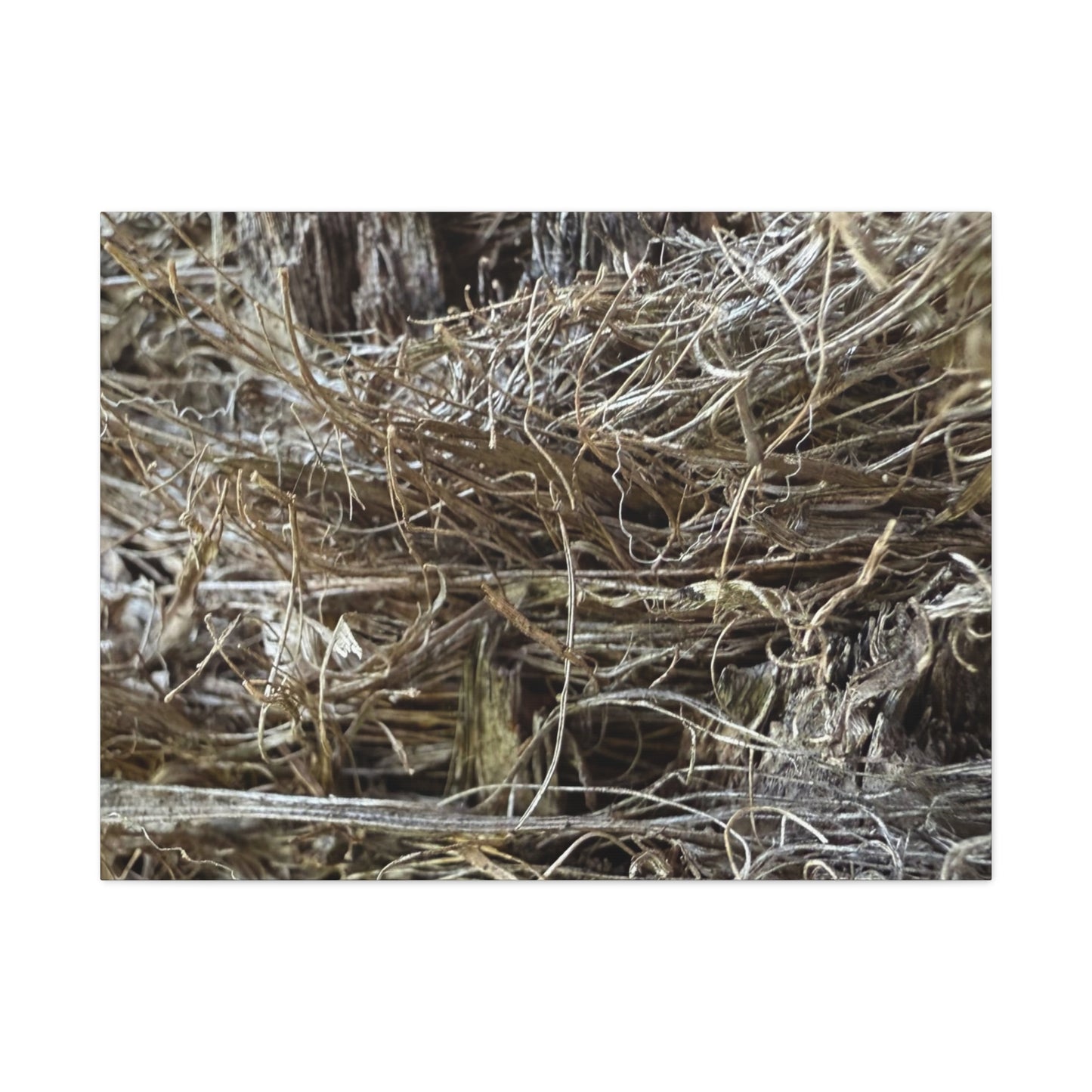 Whispers in Dry Grass - Unique Frameless Canvas Wall Art