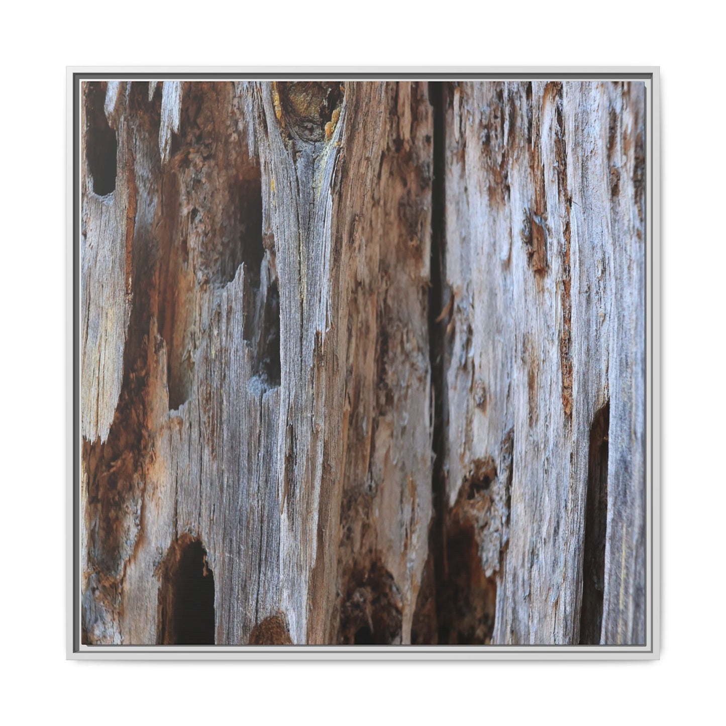 Decaying Splendor - Unique Stretched Canvas Wall Art