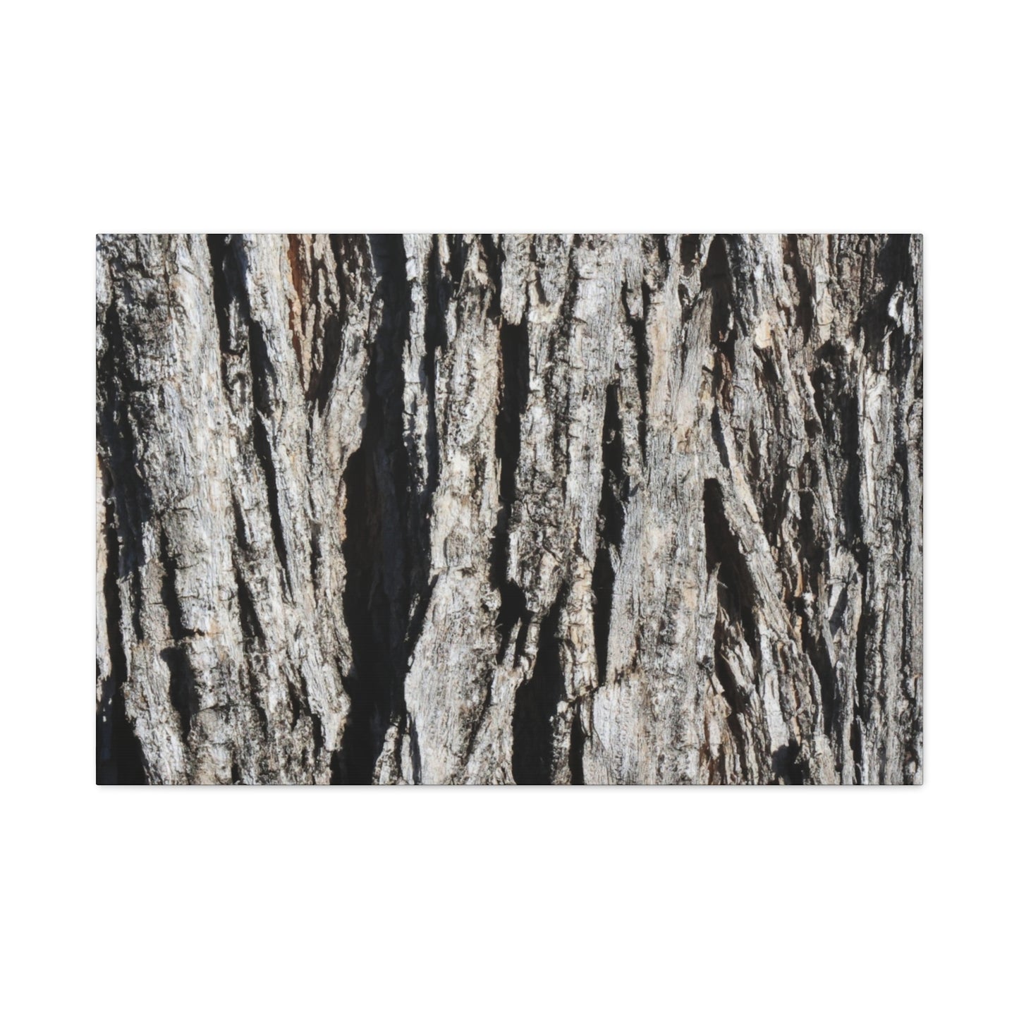 Bark Textures in Monochrome - Unique Frameless Canvas Wall Art
