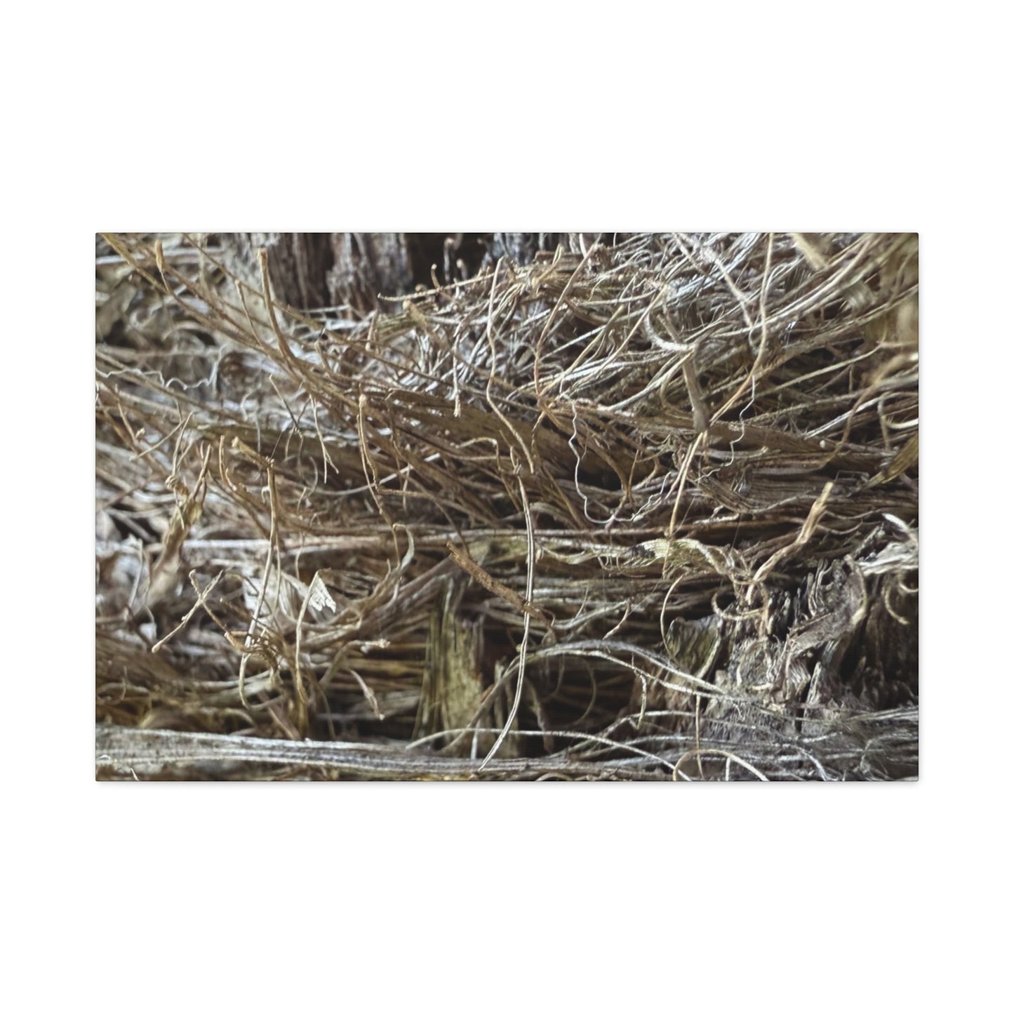 Whispers in Dry Grass - Unique Frameless Canvas Wall Art
