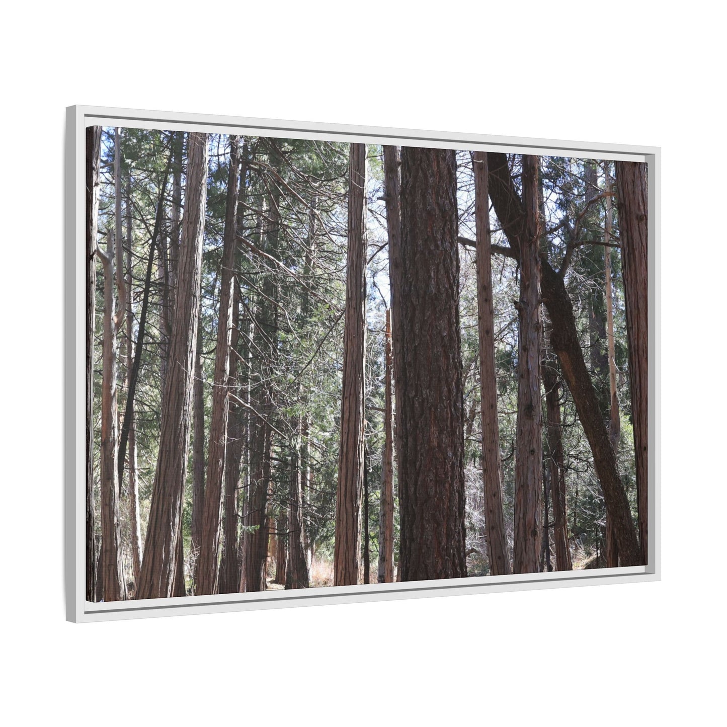 Forest Cathedral - Unique Stretched Canvas Wall Art