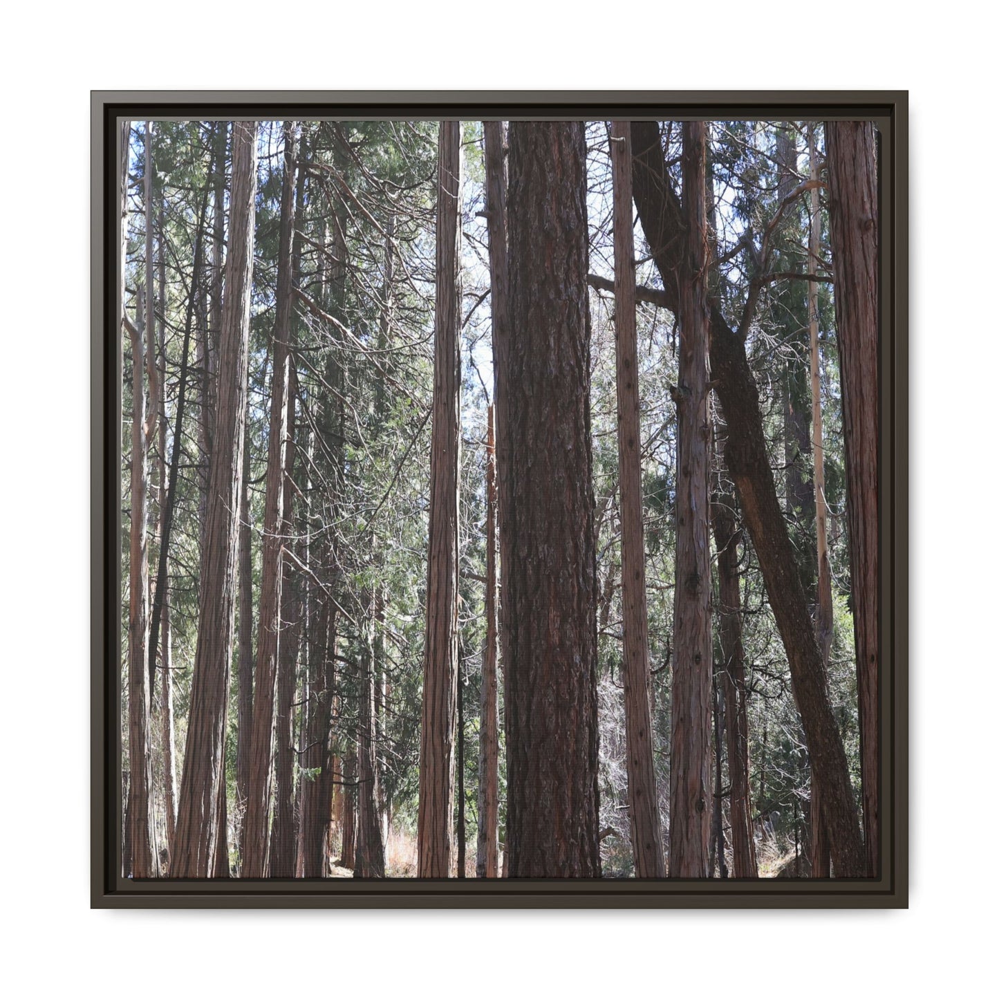 Forest Cathedral - Unique Stretched Canvas Wall Art