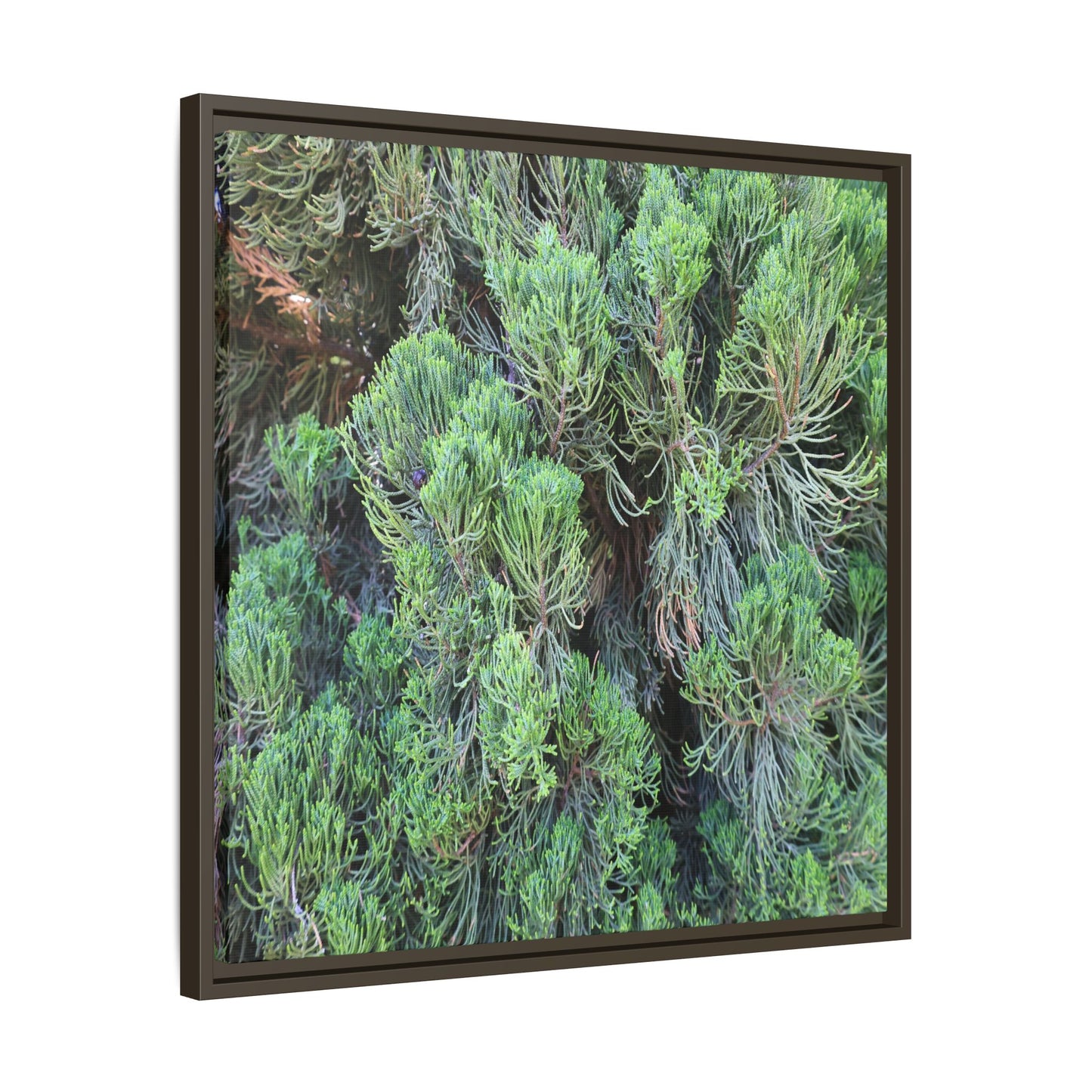 Verdant Whispers - Unique Stretched Canvas Wall Art