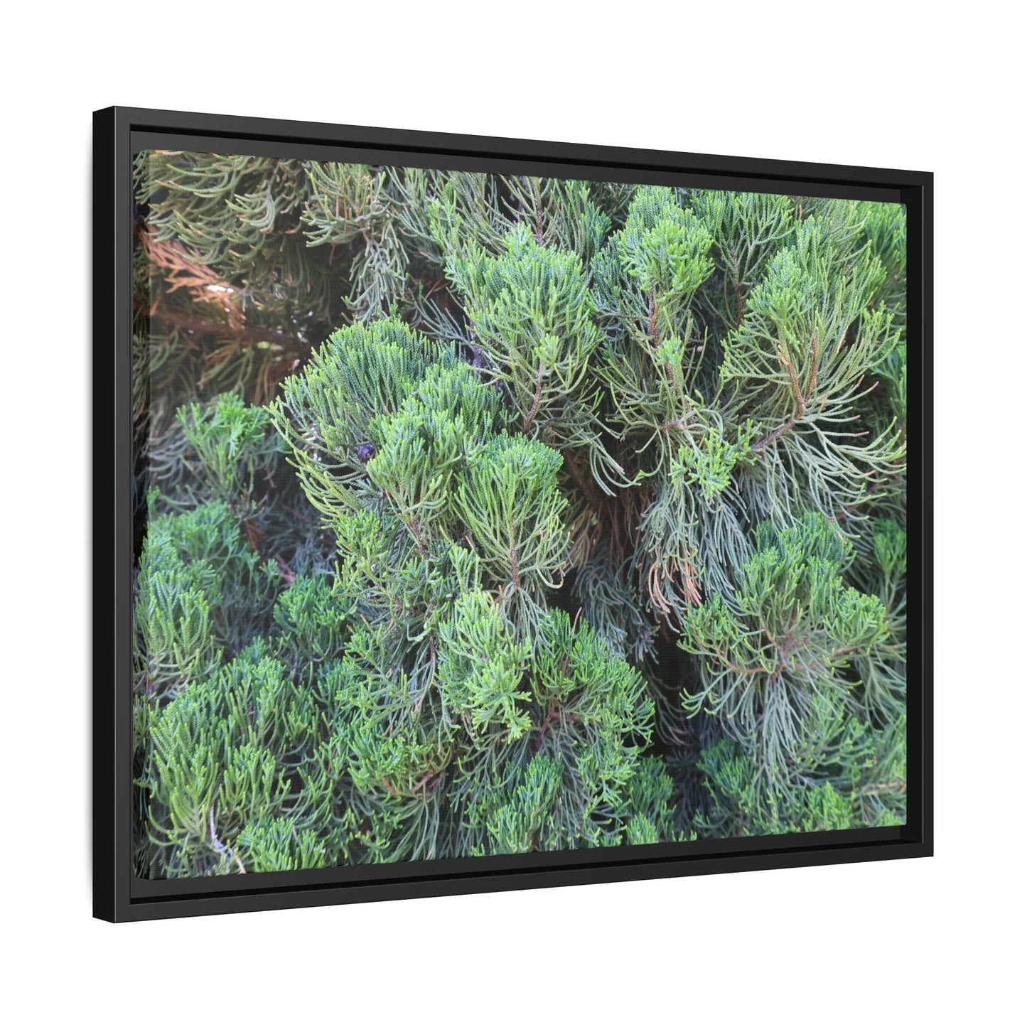 Verdant Whispers - Unique Stretched Canvas Wall Art
