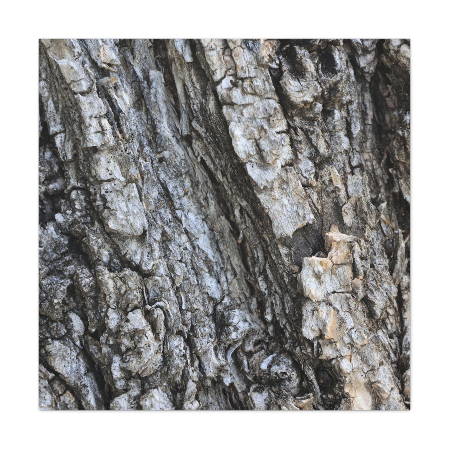 Nature's Rough Embrace - Unique Frameless Canvas Wall Art