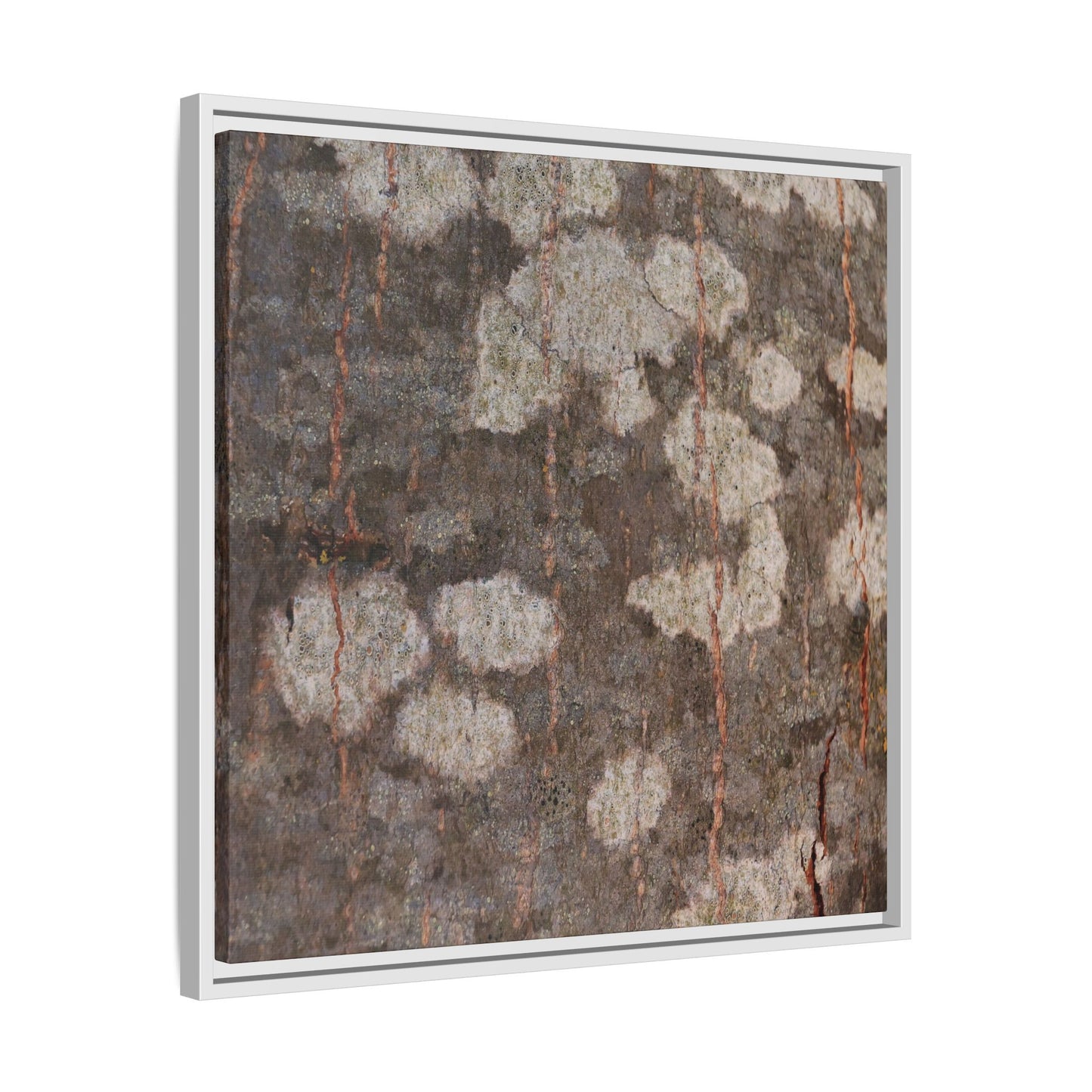 Lichen's Legacy - Unique Stretched Canvas Wall Art