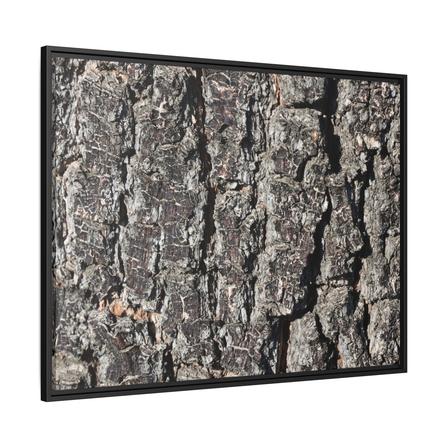 Bark Study in Gray - Unique Stretched Canvas Wall Art