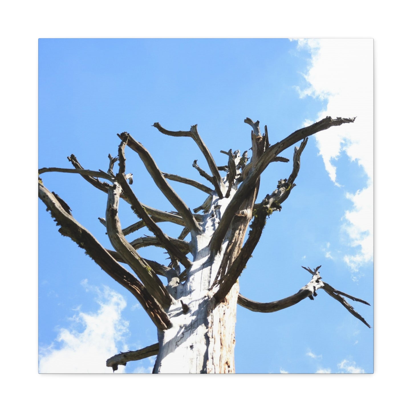 Skeletal Branches Reaching - Unique Frameless Canvas Wall Art