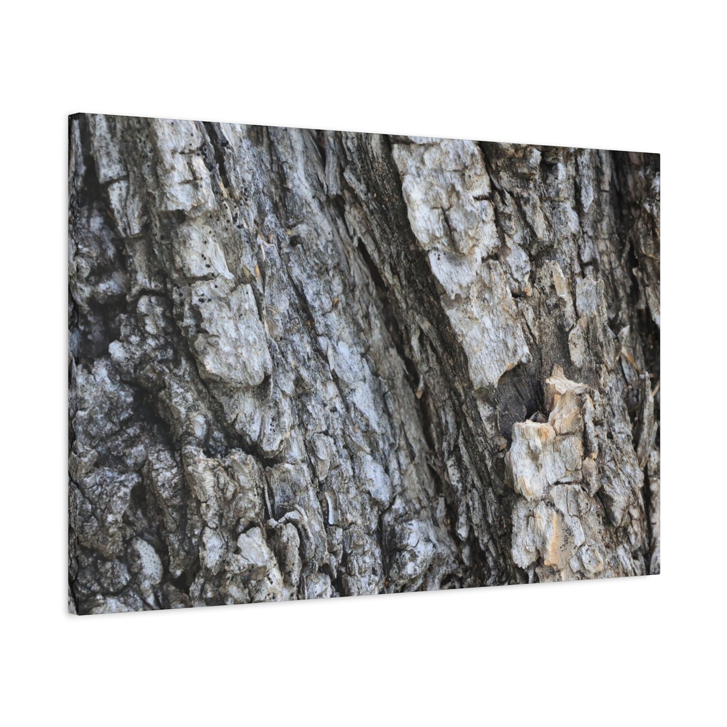 Nature's Rough Embrace - Unique Frameless Canvas Wall Art