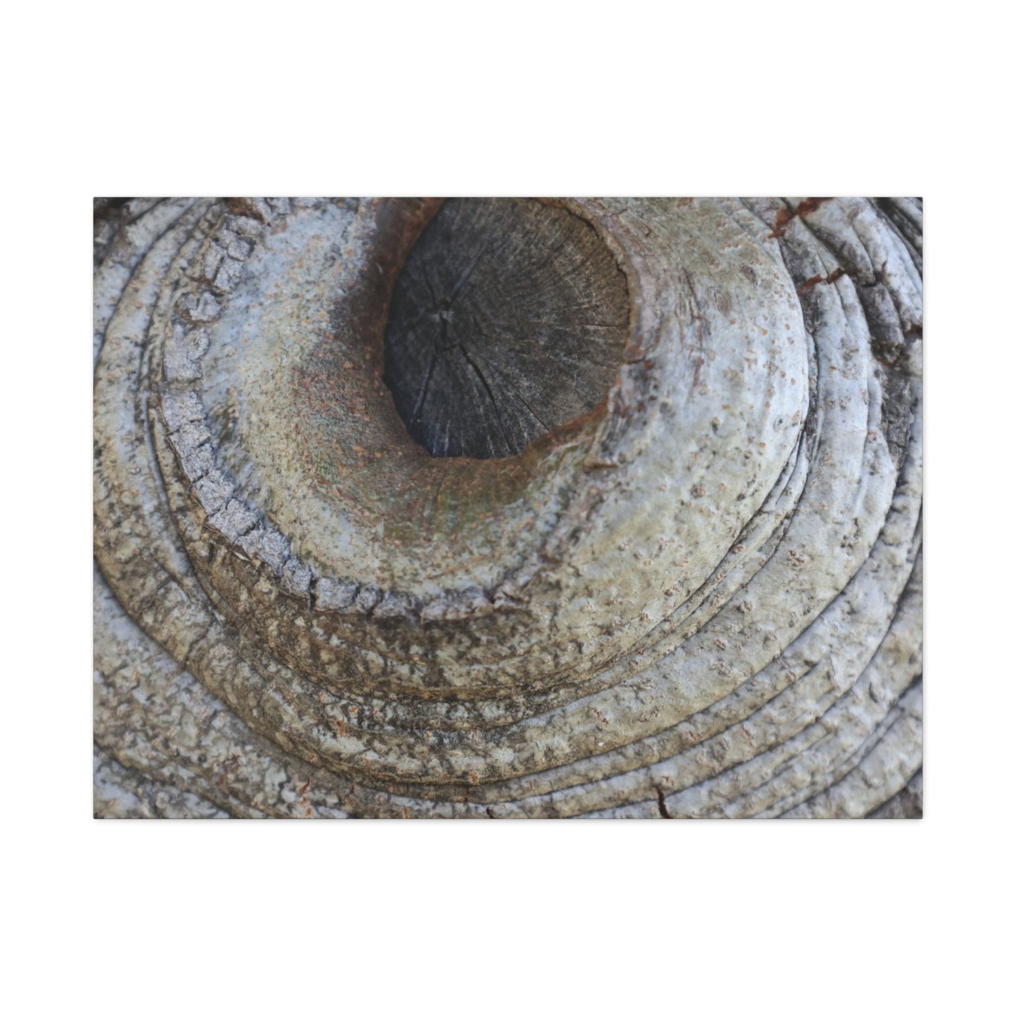Bark's Eye - Unique Frameless Canvas Wall Art