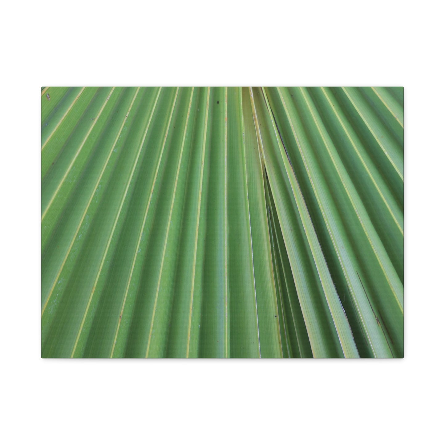 Fan of Green - Unique Frameless Canvas Wall Art