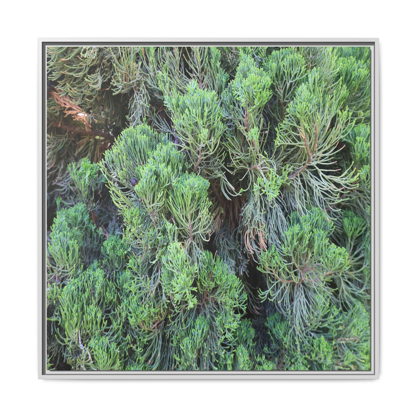 Verdant Whispers - Unique Stretched Canvas Wall Art