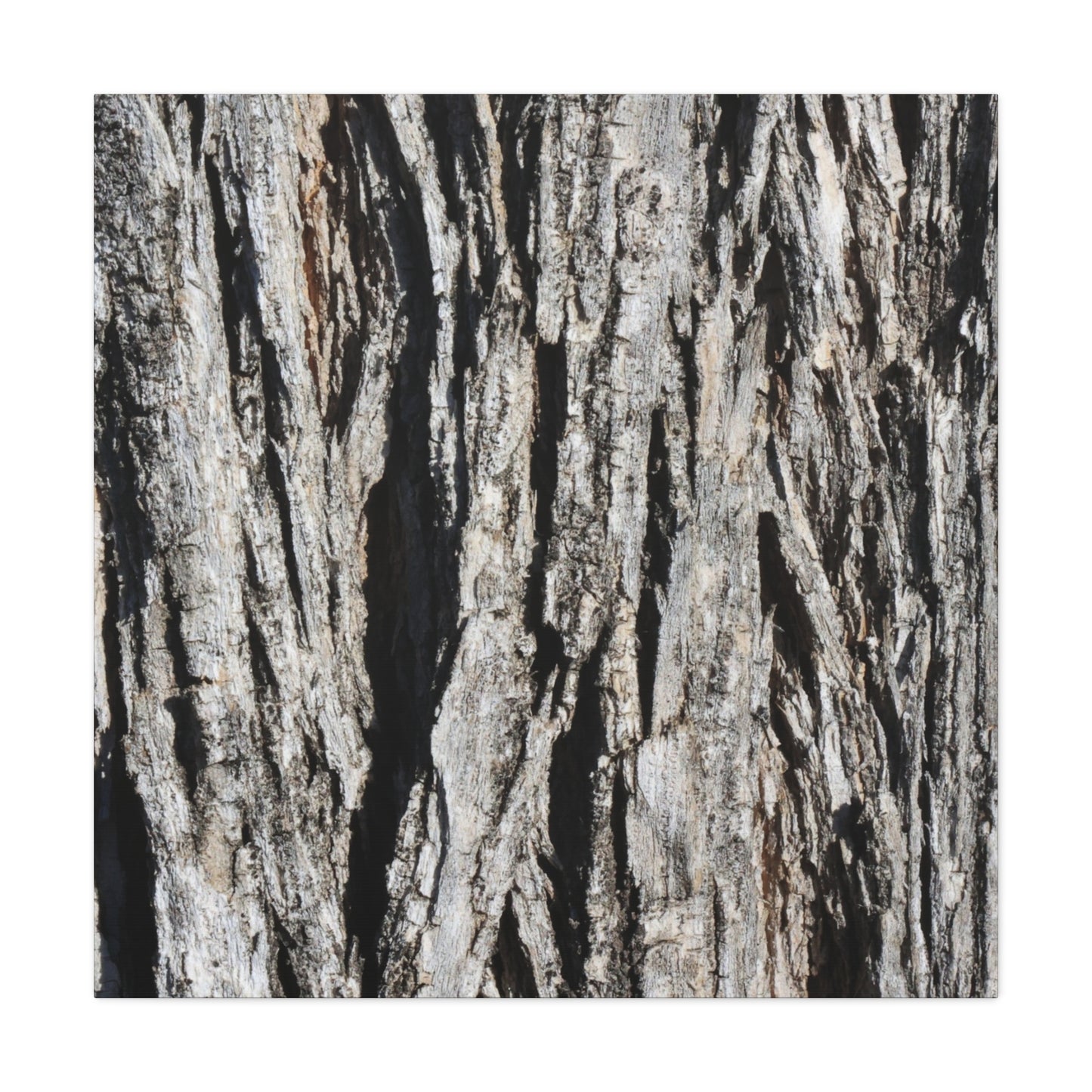 Bark Textures in Monochrome - Unique Frameless Canvas Wall Art