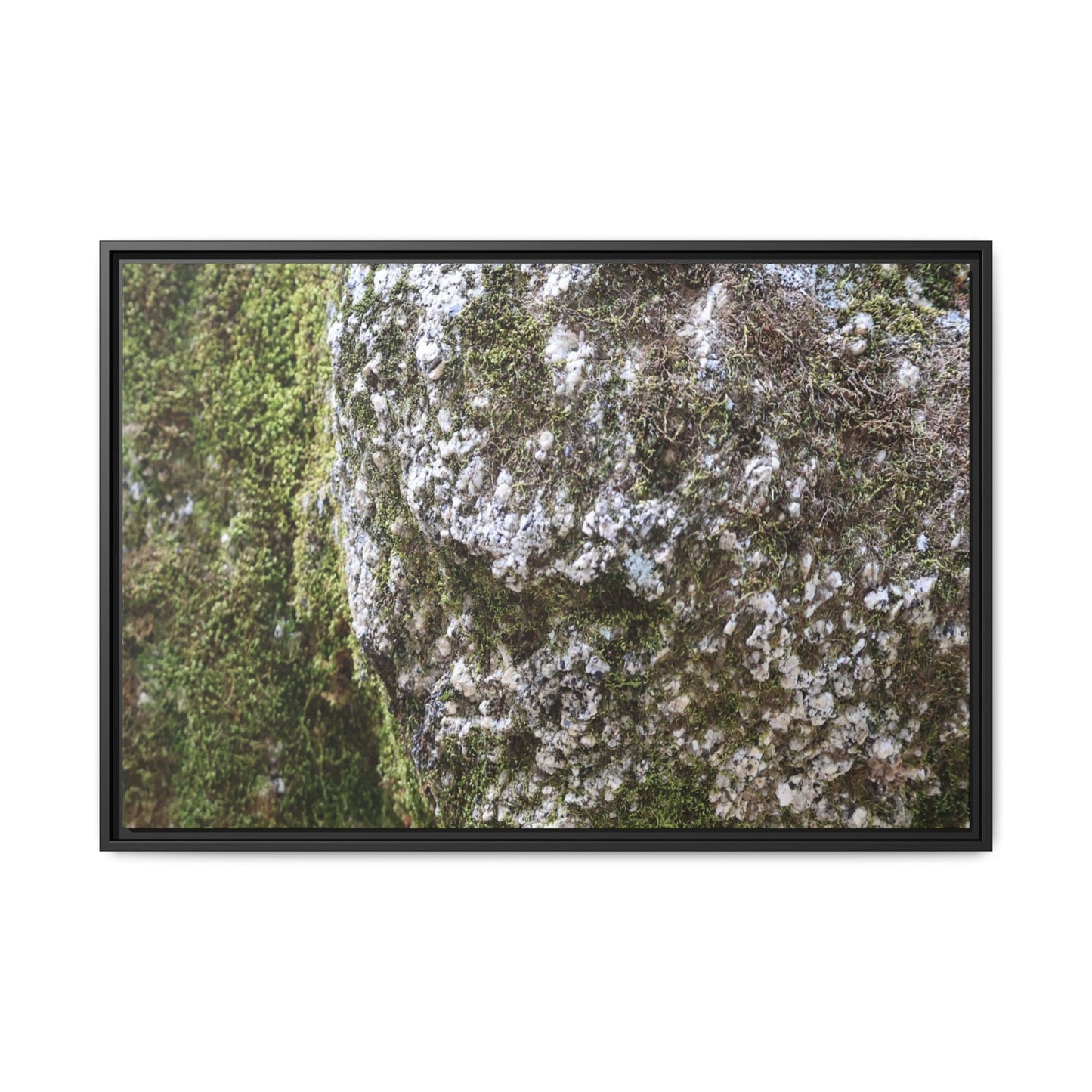 Lichen Landscape - Unique Stretched Canvas Wall Art