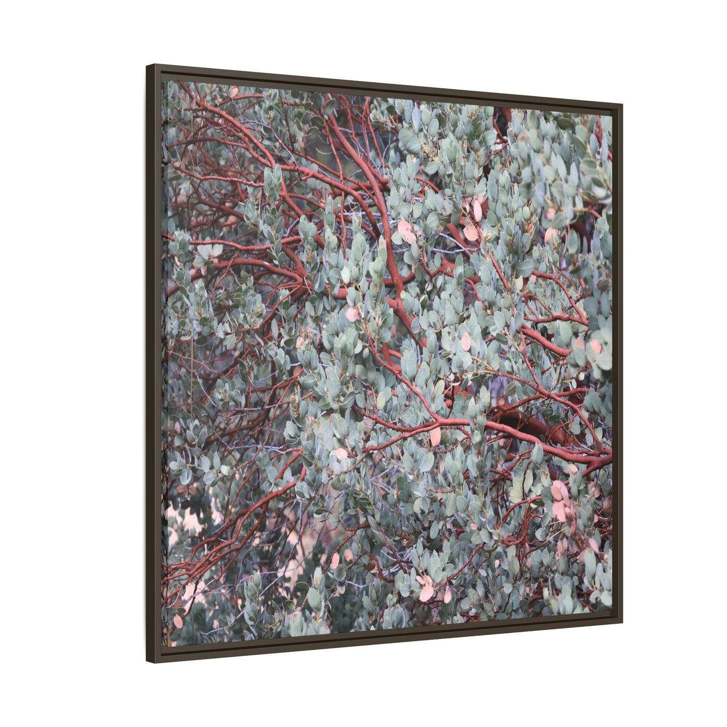 Whispers of Sage - Unique Stretched Canvas Wall Art