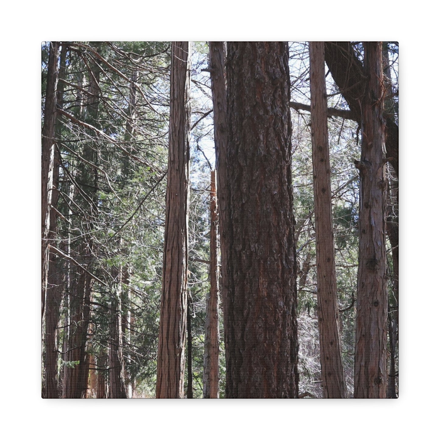 Vertical Sentinels - Unique Frameless Canvas Wall Art