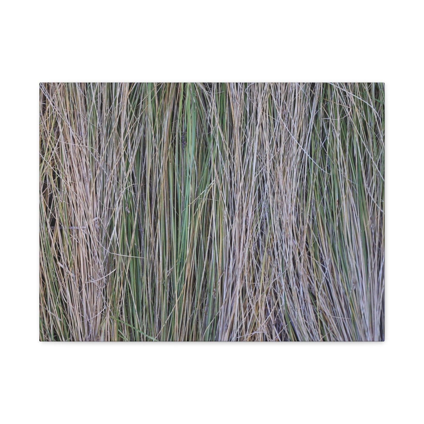 Whispers of Grass - Unique Frameless Canvas Wall Art