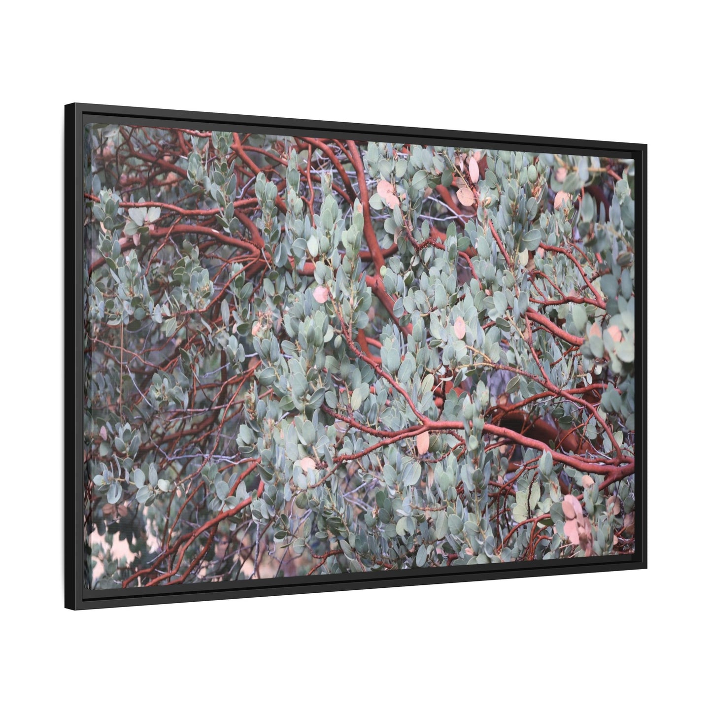 Whispers of Sage - Unique Stretched Canvas Wall Art