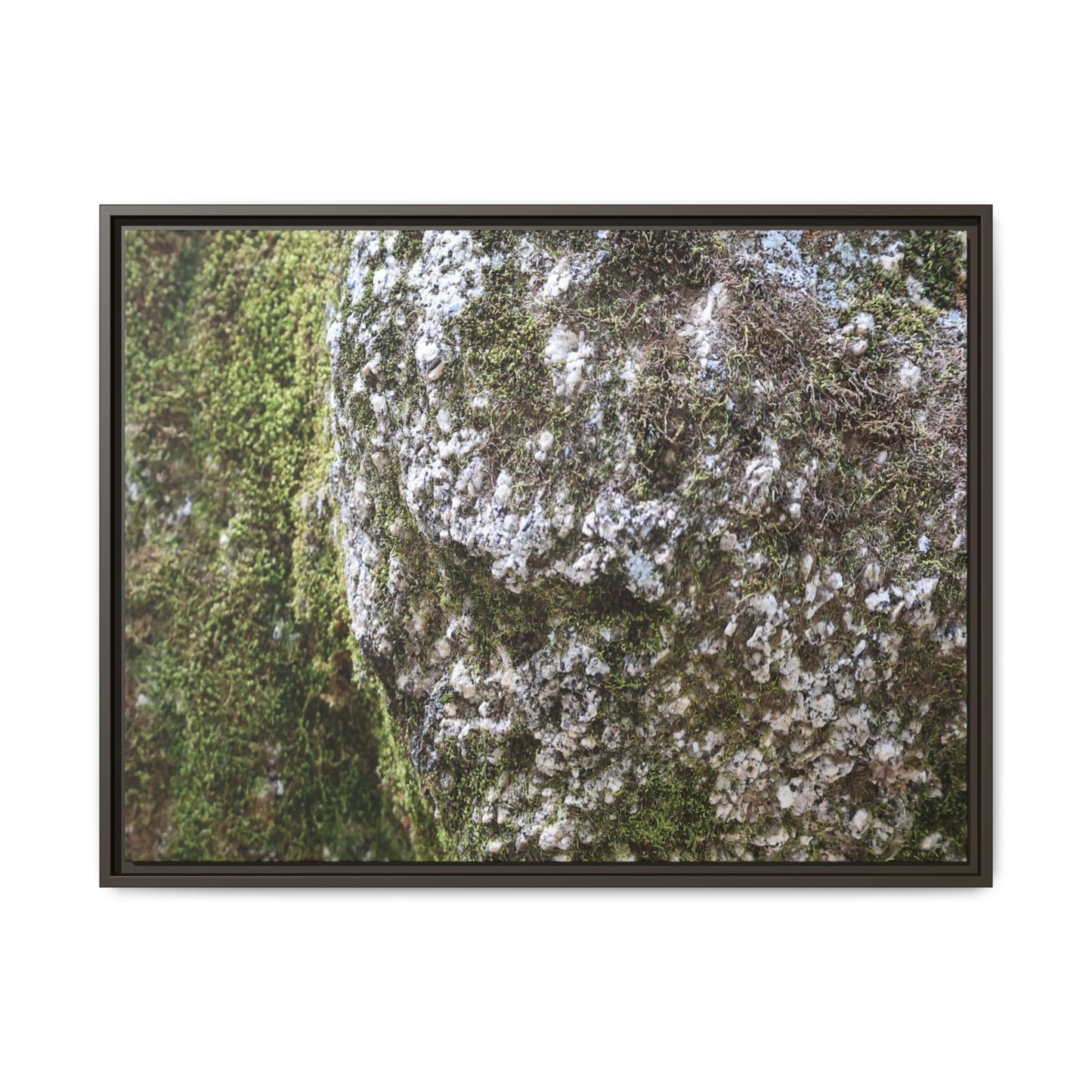 Lichen Landscape - Unique Stretched Canvas Wall Art