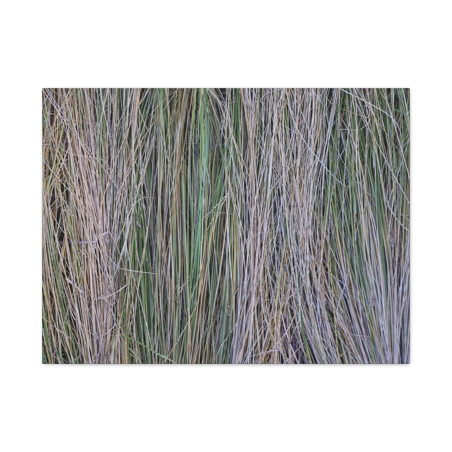 Whispers of Grass - Unique Frameless Canvas Wall Art