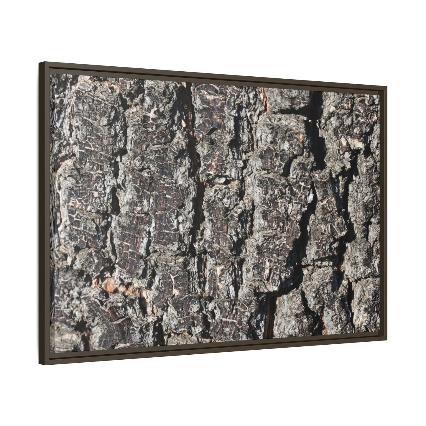 Bark Study in Gray - Unique Stretched Canvas Wall Art